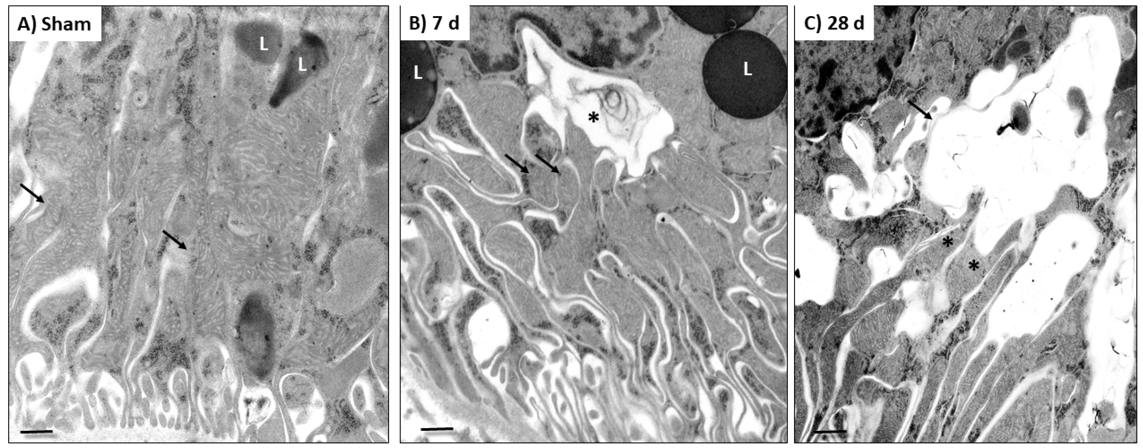 Biology 10 00349 g004 Biology 10 00349 g004