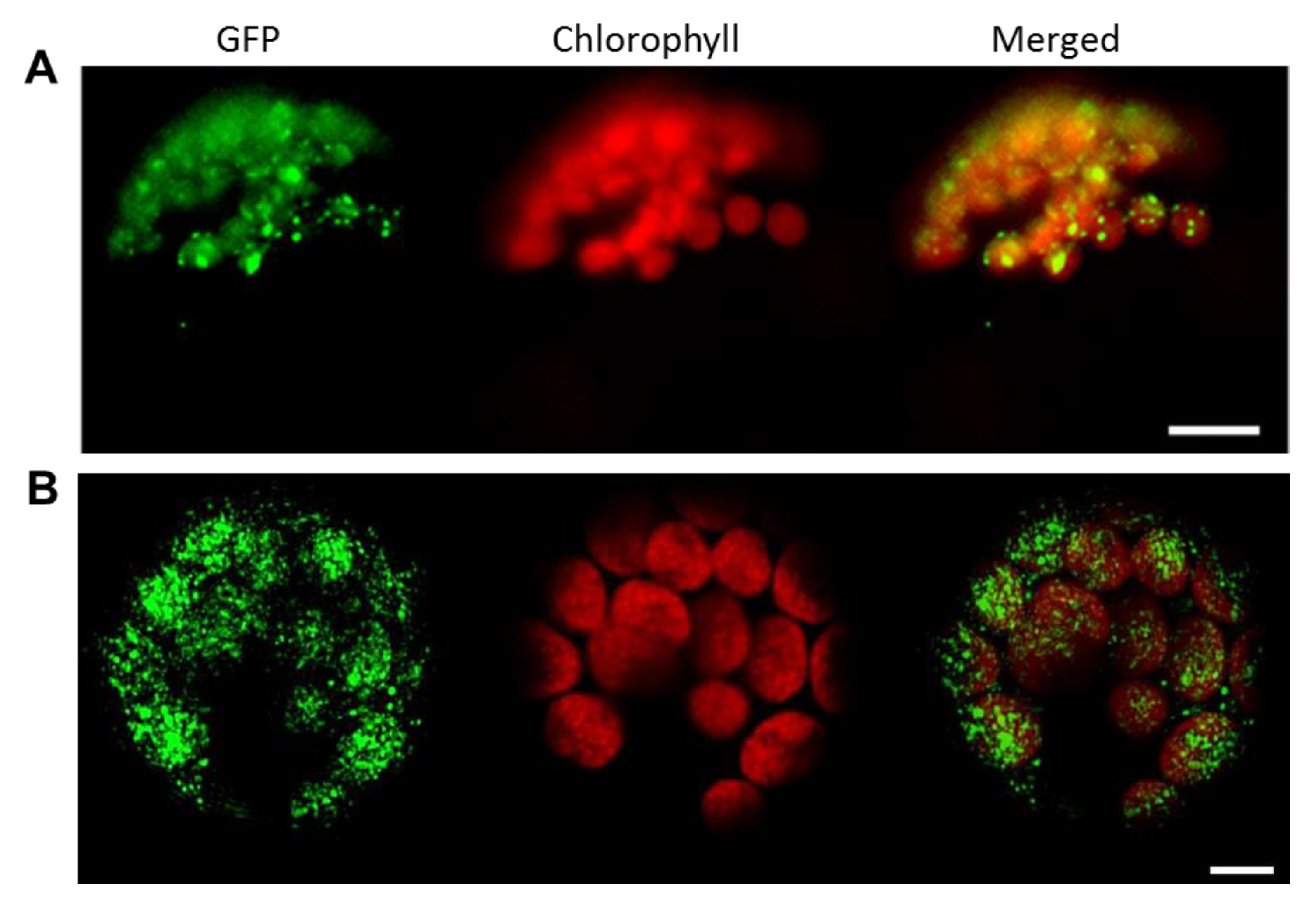 Biology 10 00368 g002 Biology 10 00368 g002