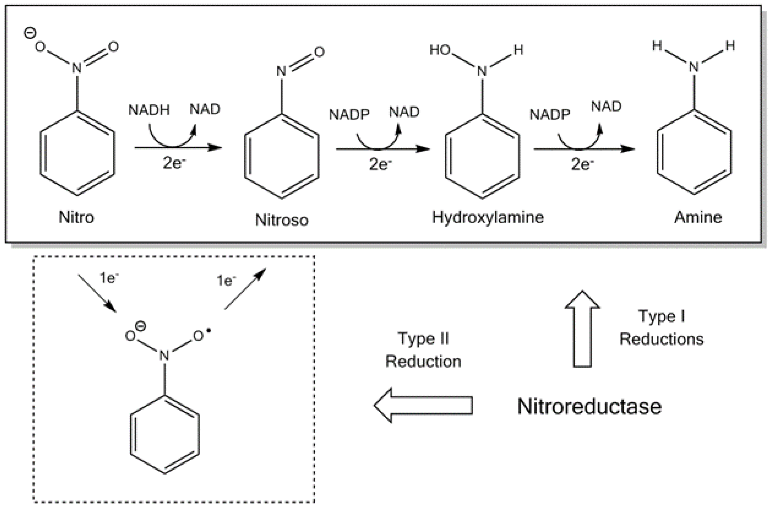 The Role of Nitroreductases in Resistance to Nitroimidazoles