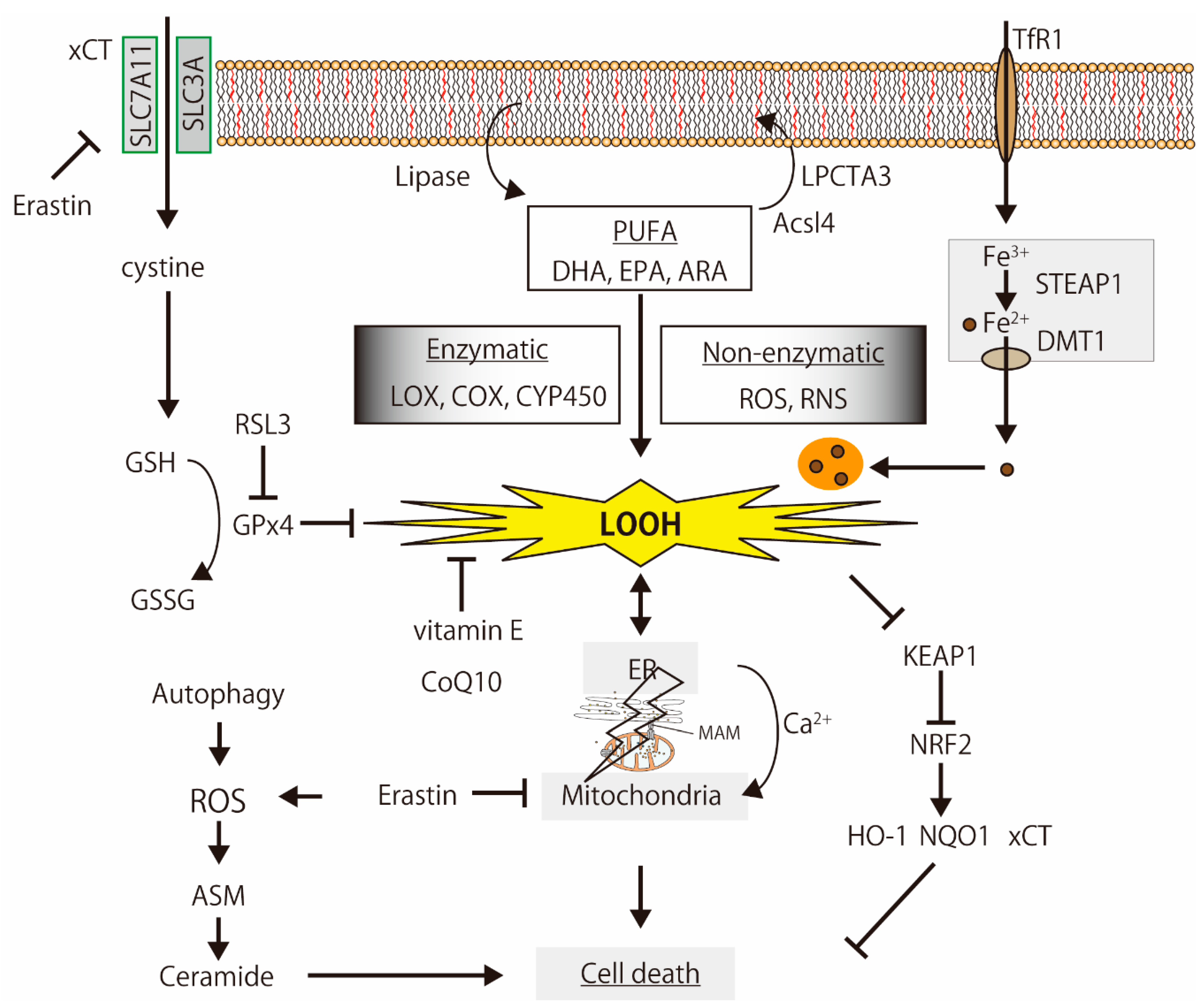 Biology 10 00399 g002