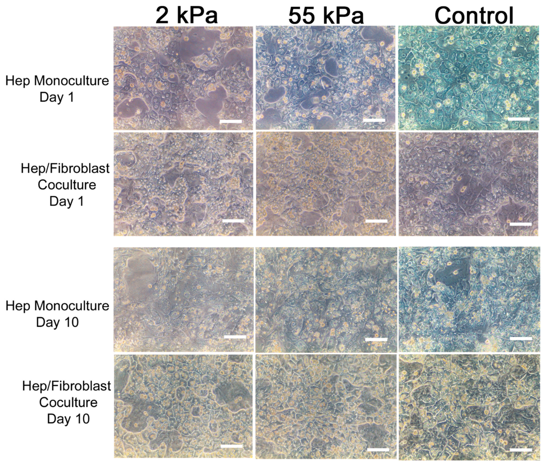Biology 10 00408 g002 Biology 10 00408 g002