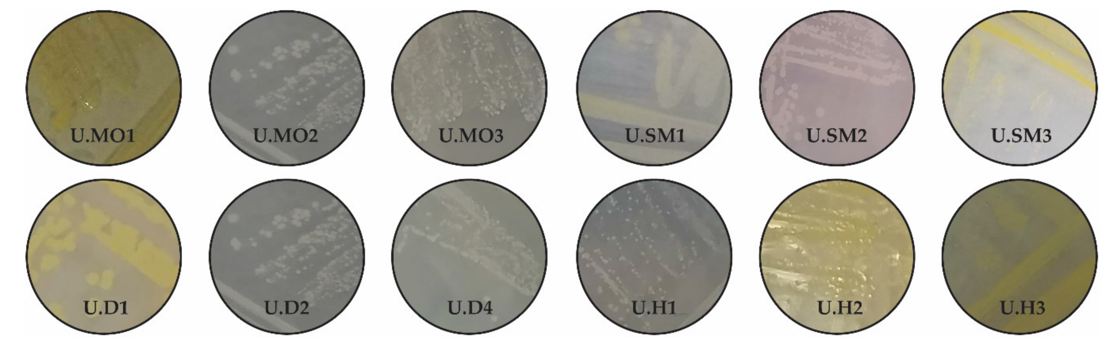 Biology 10 00409 g0a1 Biology 10 00409 g0a1