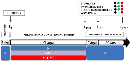 Biology Free Full Text Targeting The Mild Hypoxia Driving Force For Metabolic And Muscle Transcriptional Reprogramming Of Gilthead Sea Bream Sparus Aurata Juveniles Html Biology Free Full Text Targeting The Mild Hypoxia Driving Force For Metabolic And Muscle Transcriptional Reprogramming Of Gilthead Sea Bream Sparus Aurata Juveniles Html
