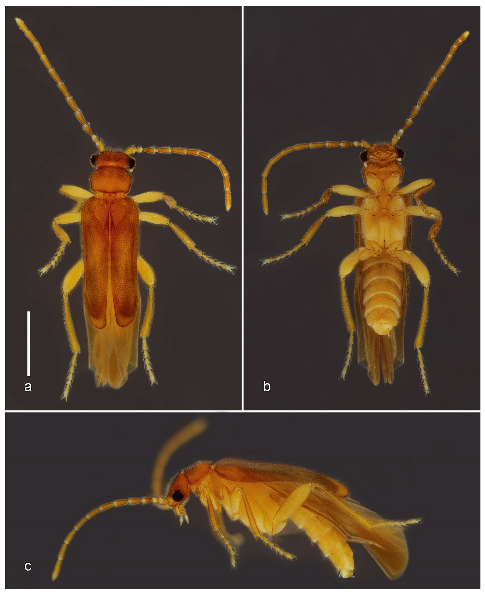 Biology 10 00420 g005 Biology 10 00420 g005