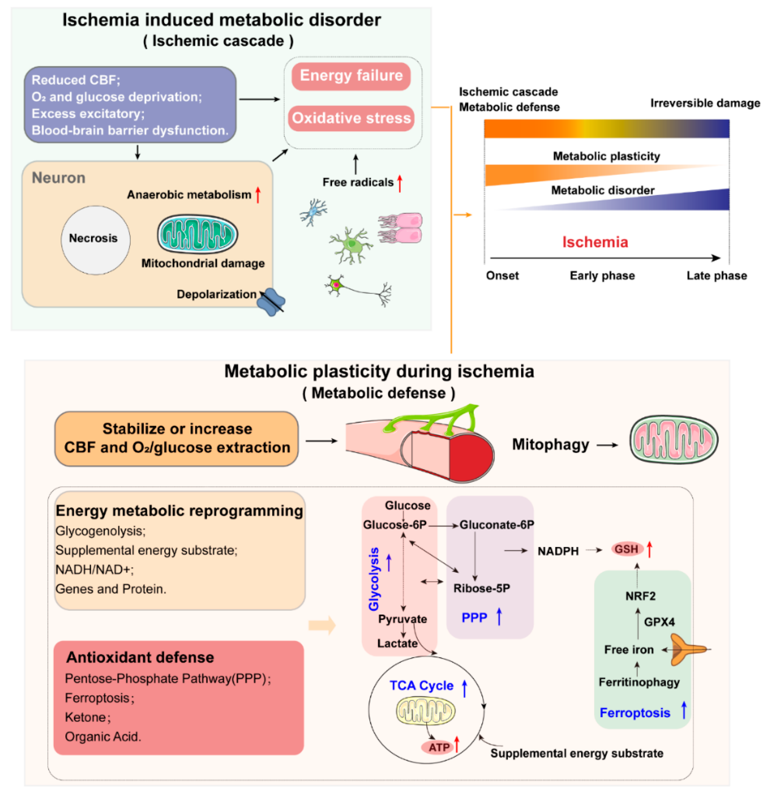 Biology 10 00424 g002