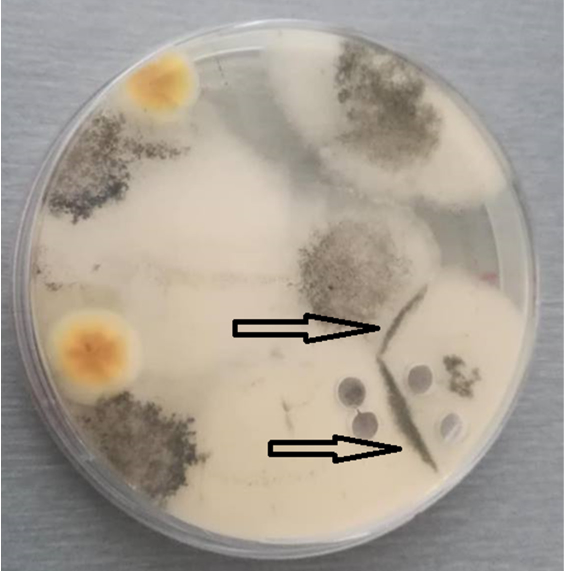 Biology 10 00431 g002