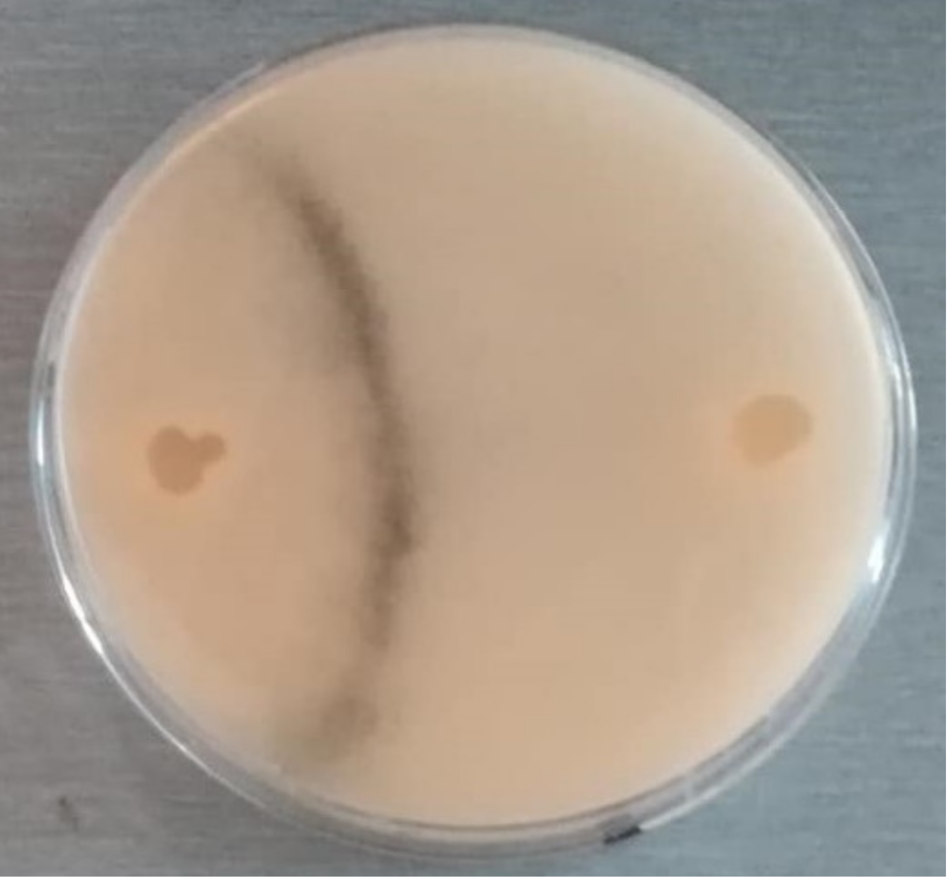 Biology 10 00431 g003