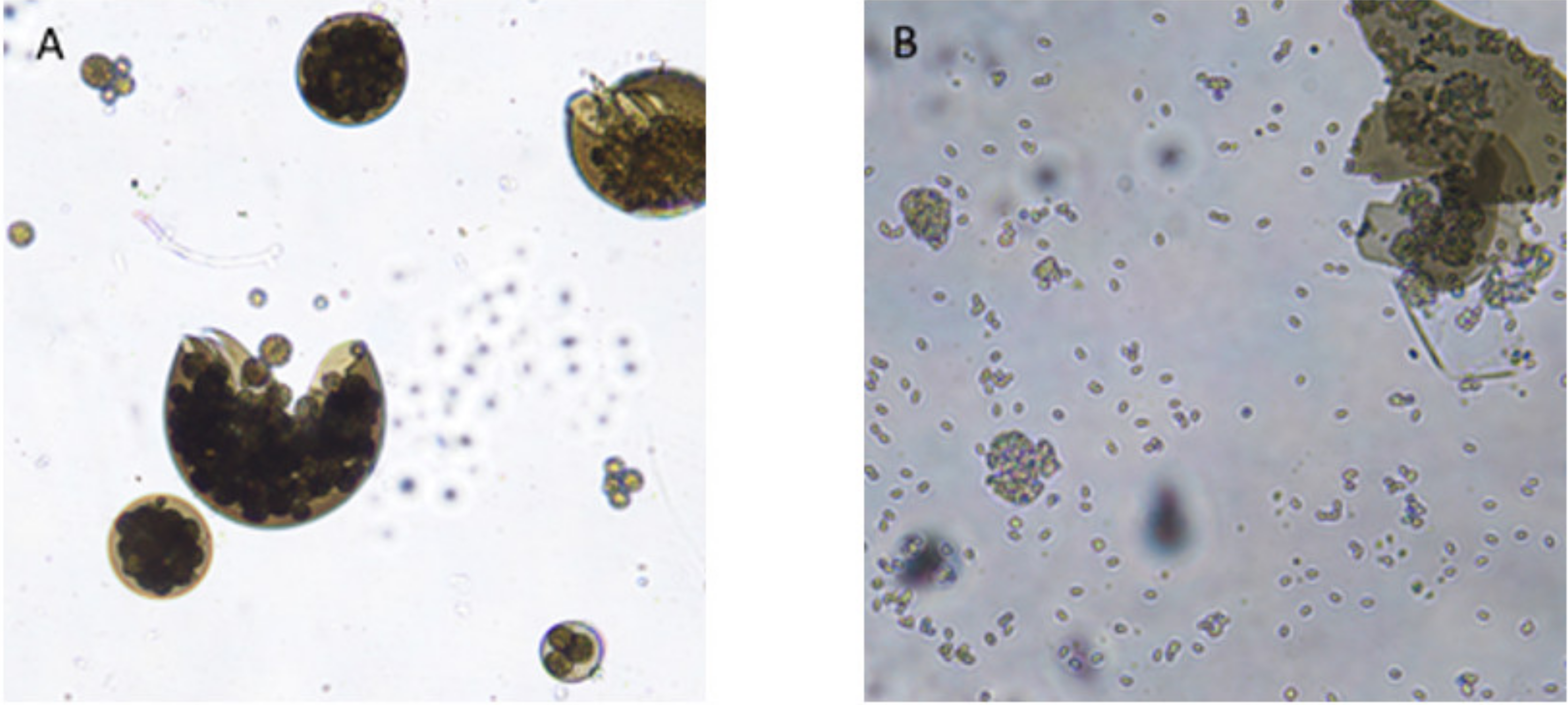 Biology 10 00431 g004