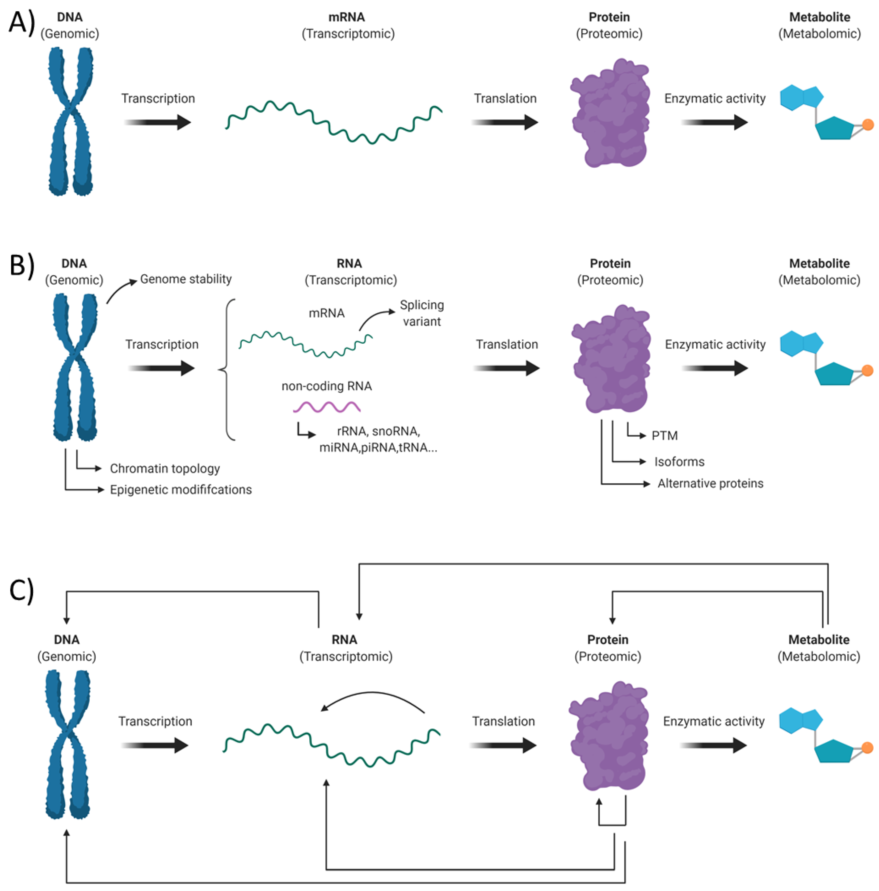 Fragile X Syndrome Pathophysiology