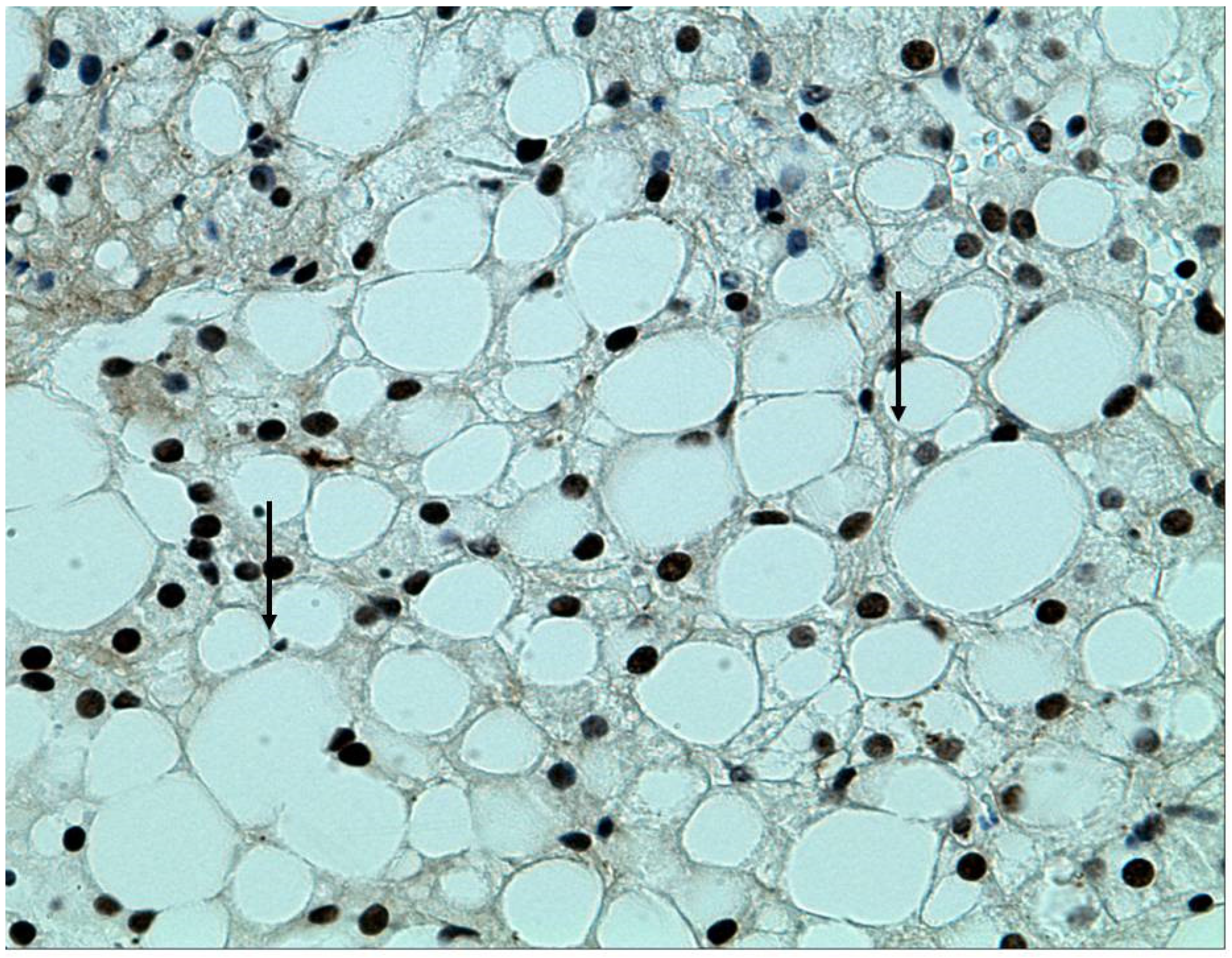 Biology 10 00447 g003