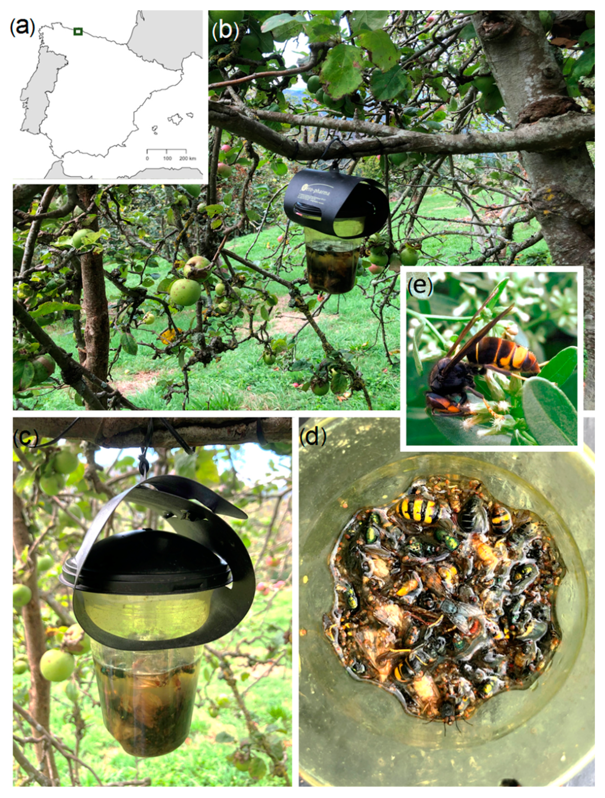 Biology 10 00448 g001 Biology 10 00448 g001