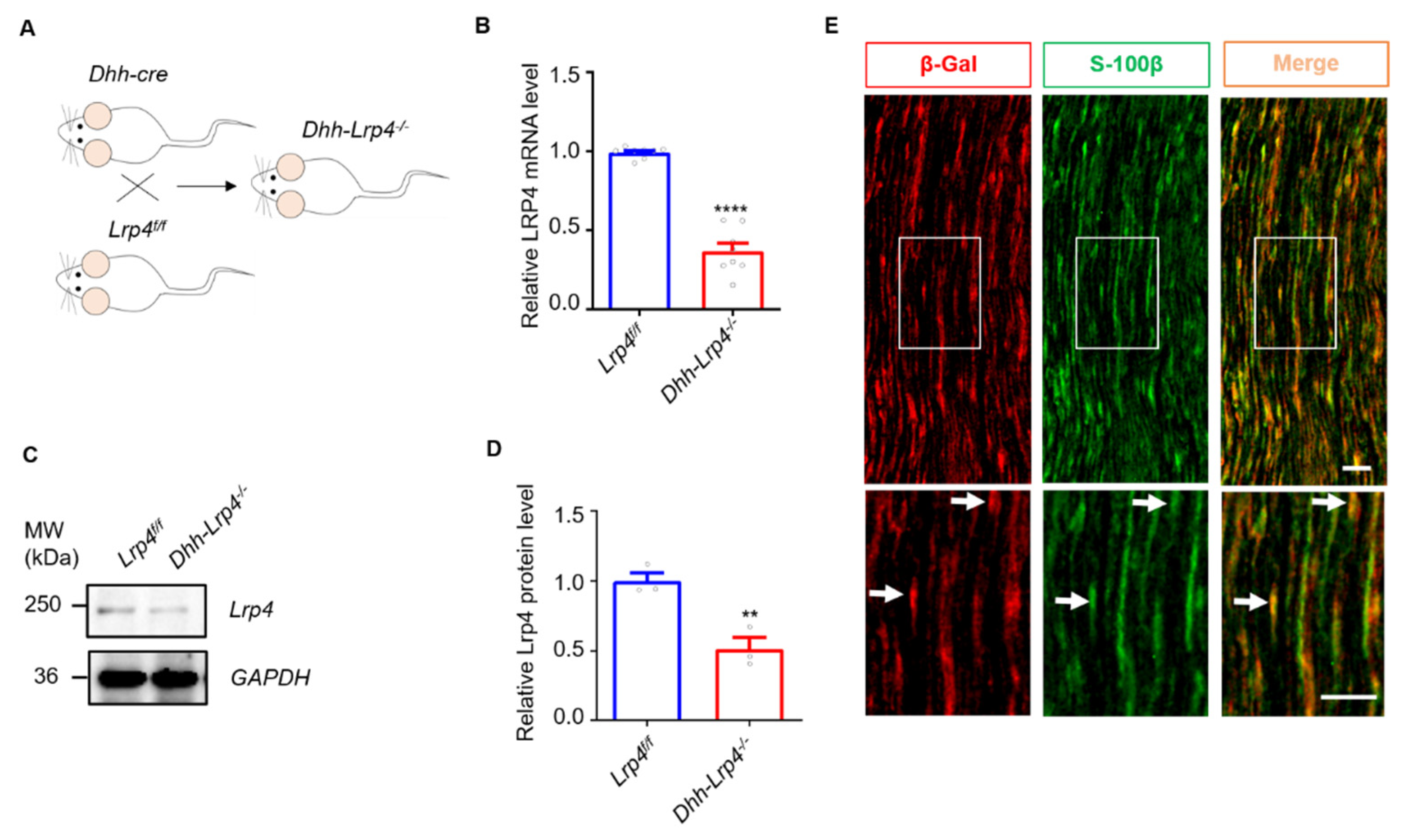 Biology 10 00452 g001 Biology 10 00452 g001