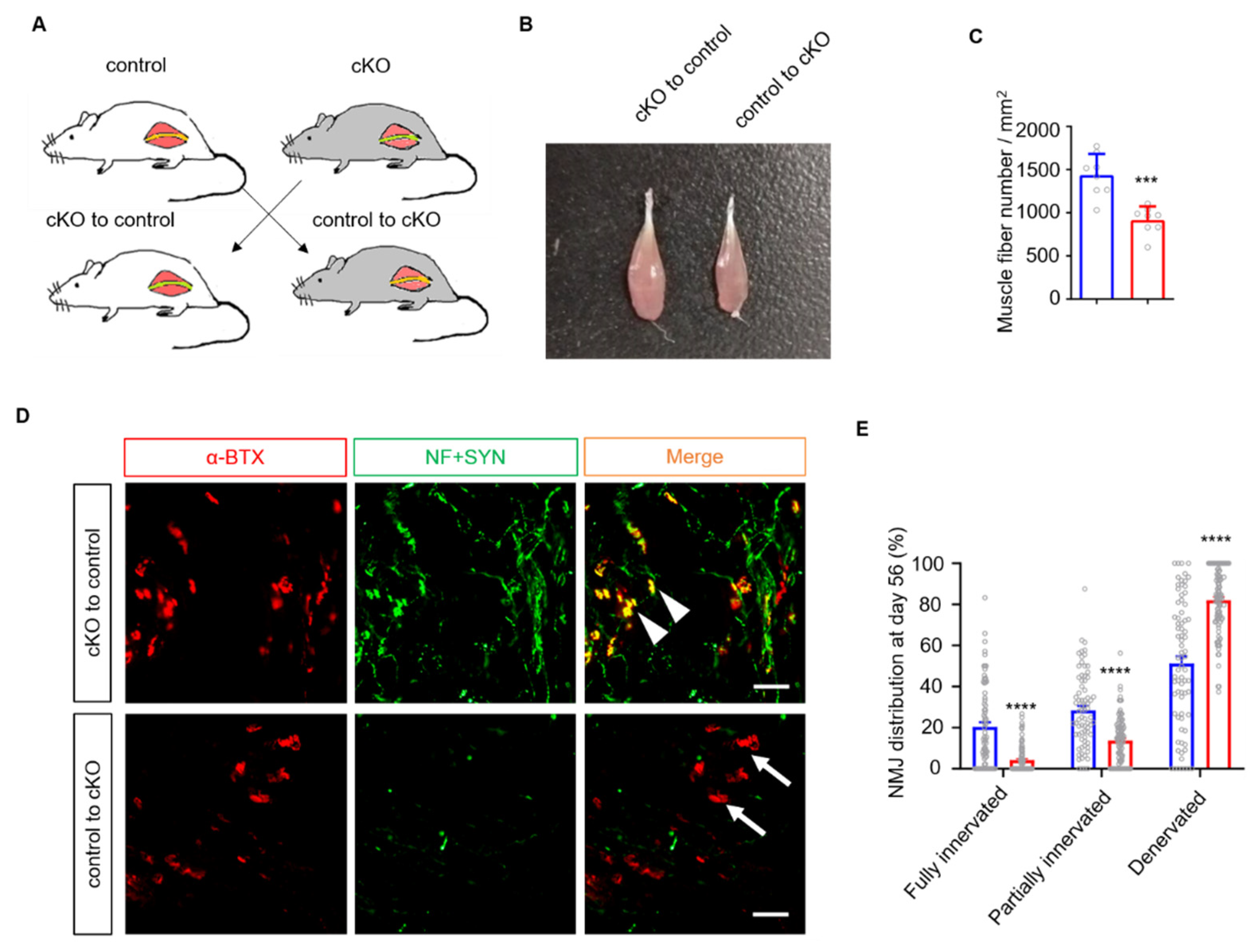 Biology 10 00452 g003 Biology 10 00452 g003