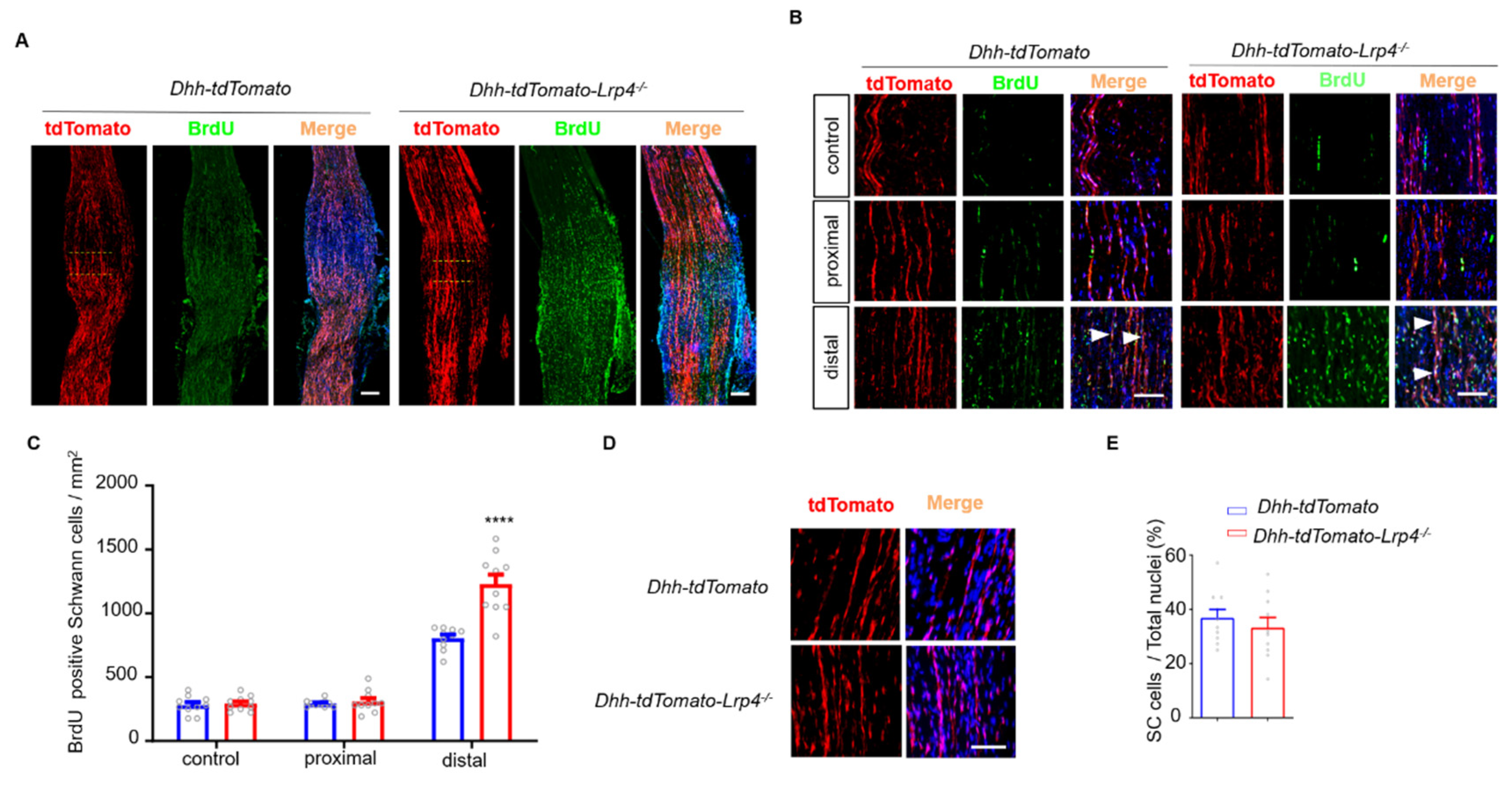 Biology 10 00452 g005 Biology 10 00452 g005