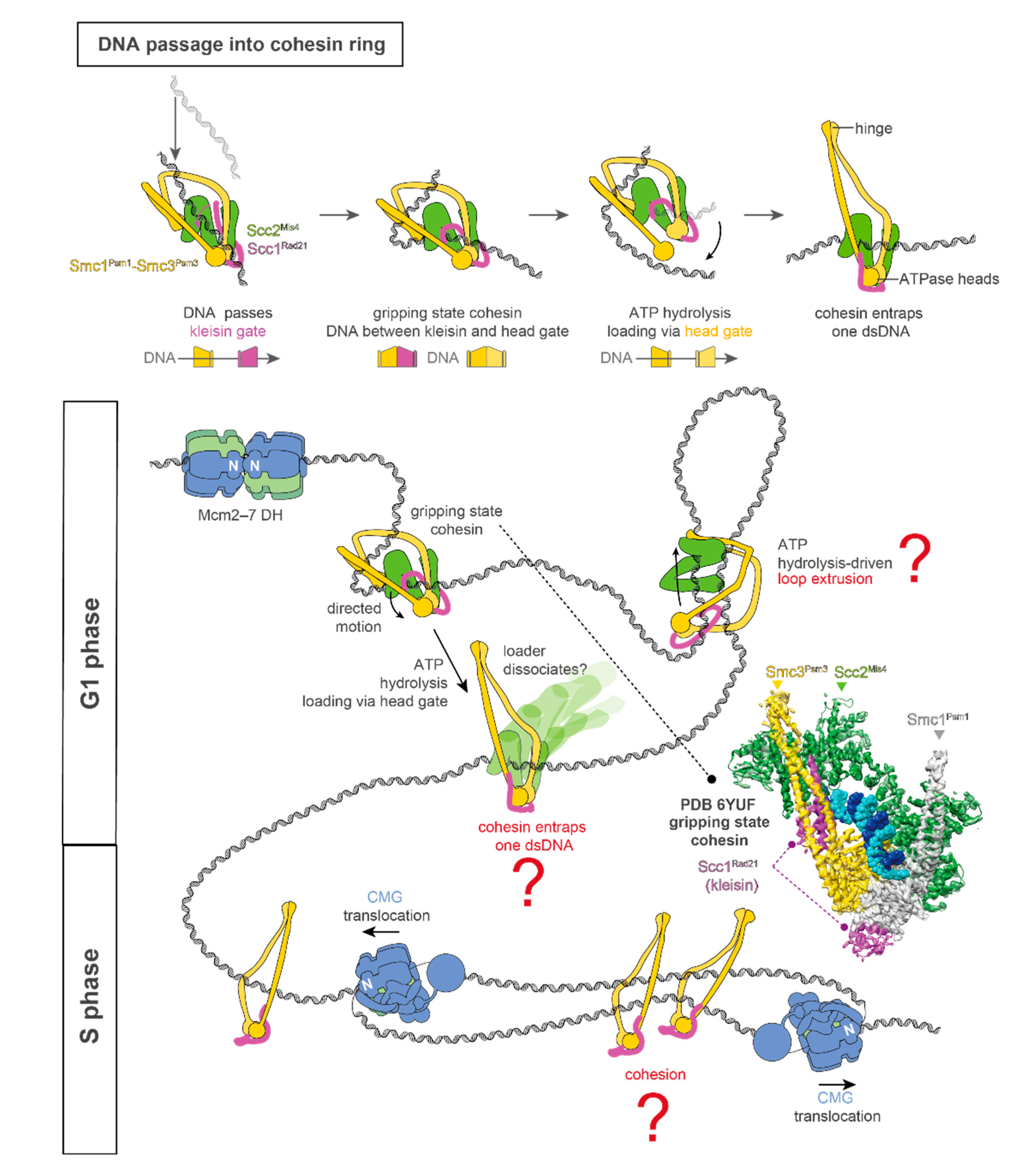 Biology 10 00466 g001 Biology 10 00466 g001