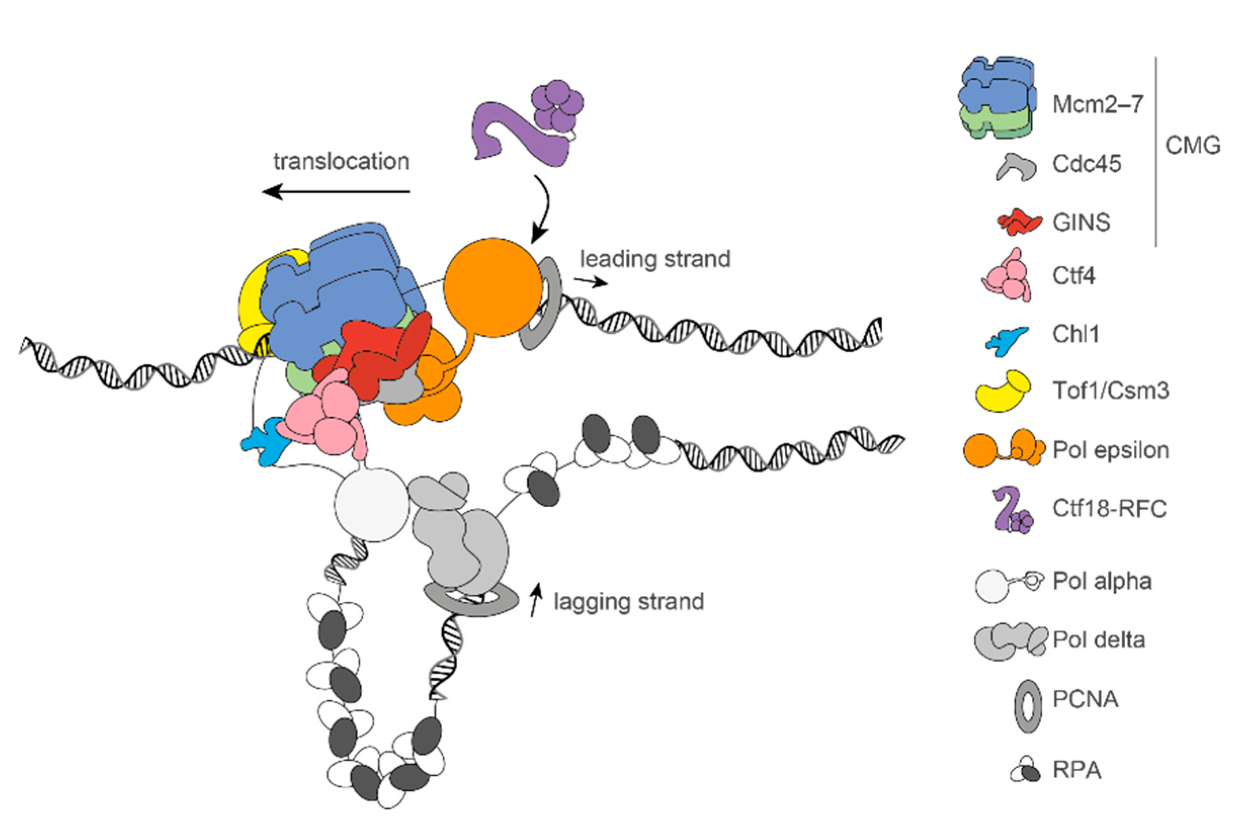 Biology 10 00466 g002 Biology 10 00466 g002