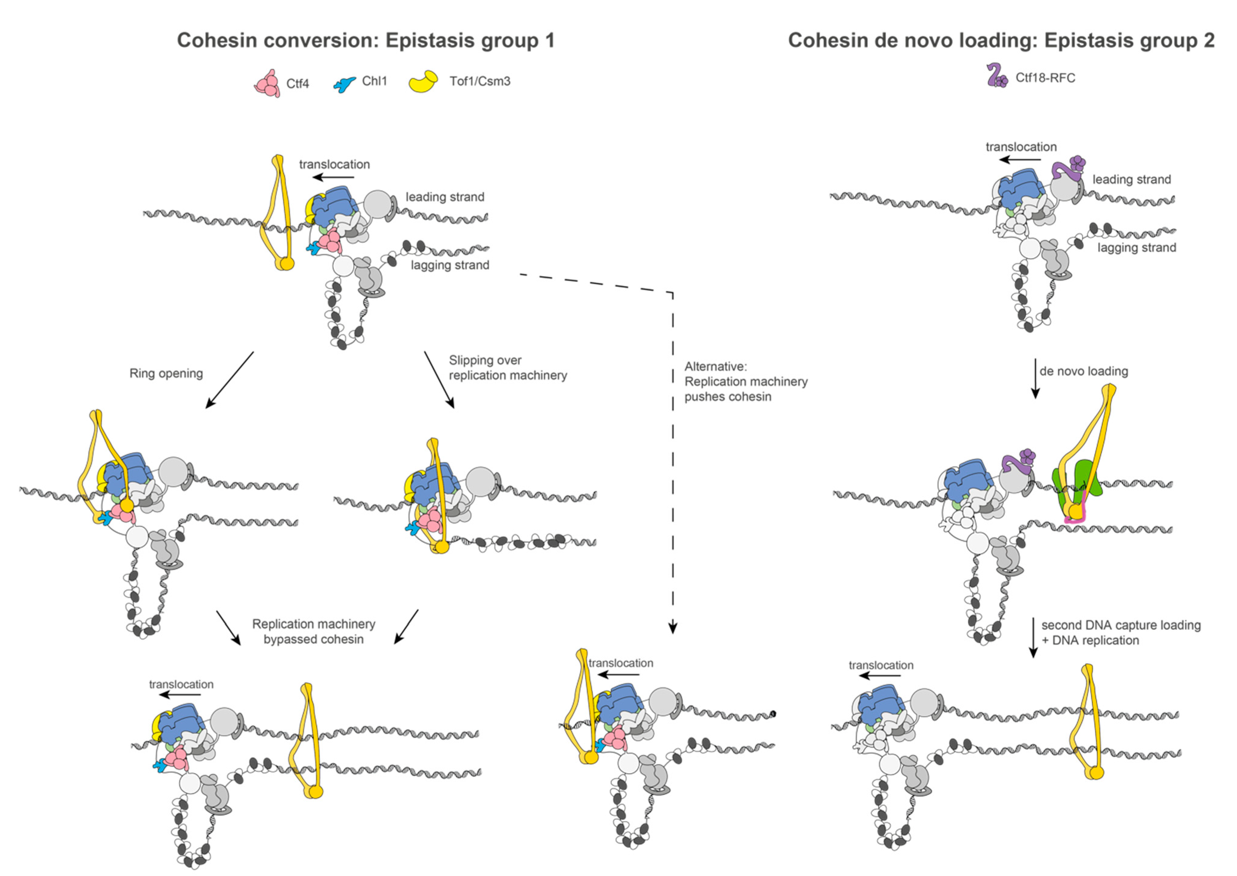 Biology Free Full Text Towards A Structural Mechanism For Sister Chromatid Cohesion Establishment At The Eukaryotic Replication Fork Html