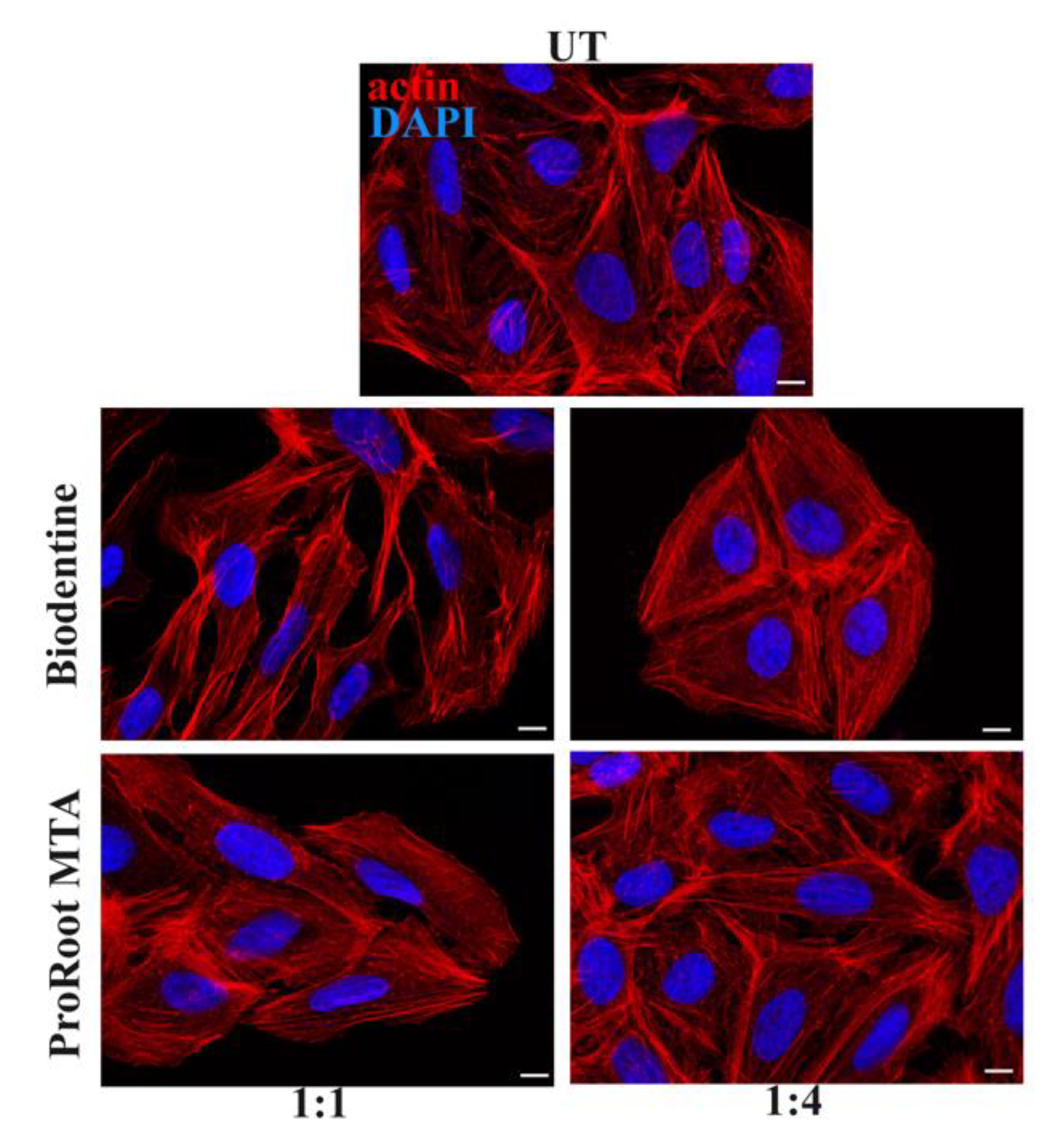 Biology 10 00470 g004 Biology 10 00470 g004