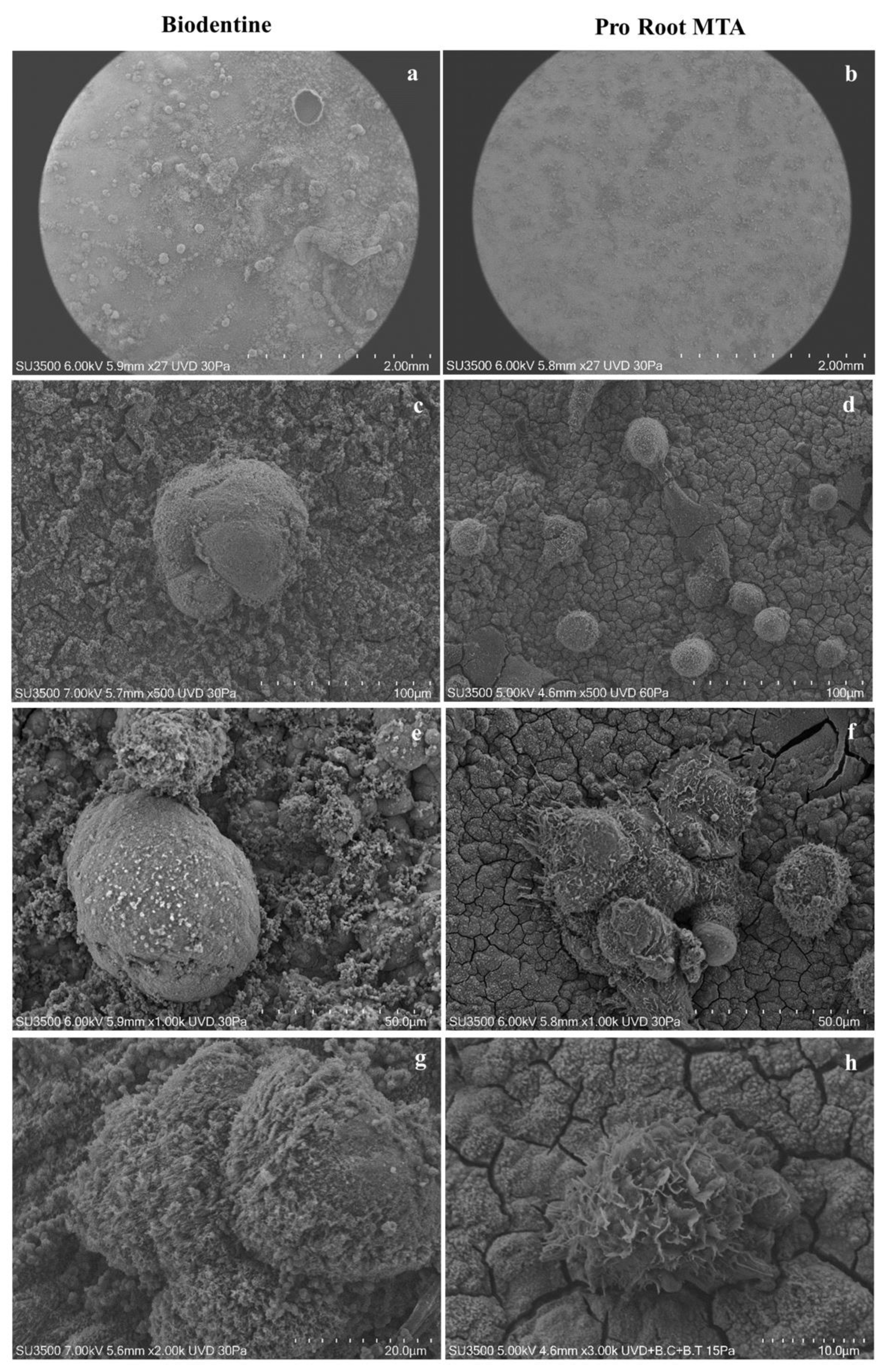 Biology 10 00470 g007 Biology 10 00470 g007