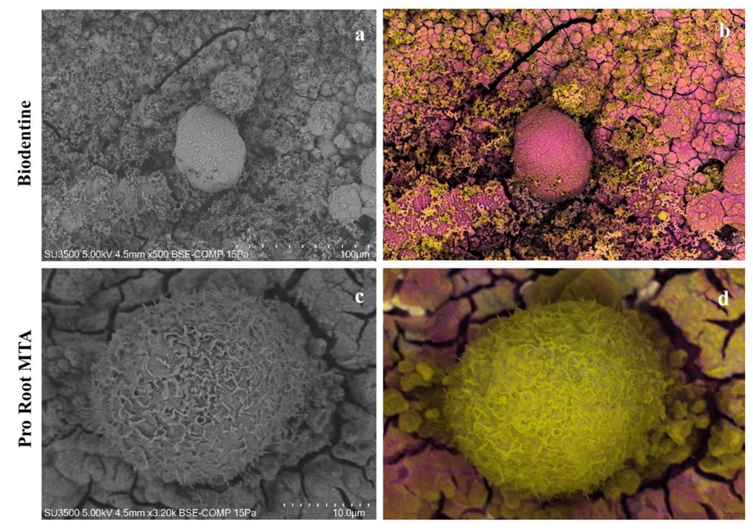 Biology 10 00470 g008 Biology 10 00470 g008