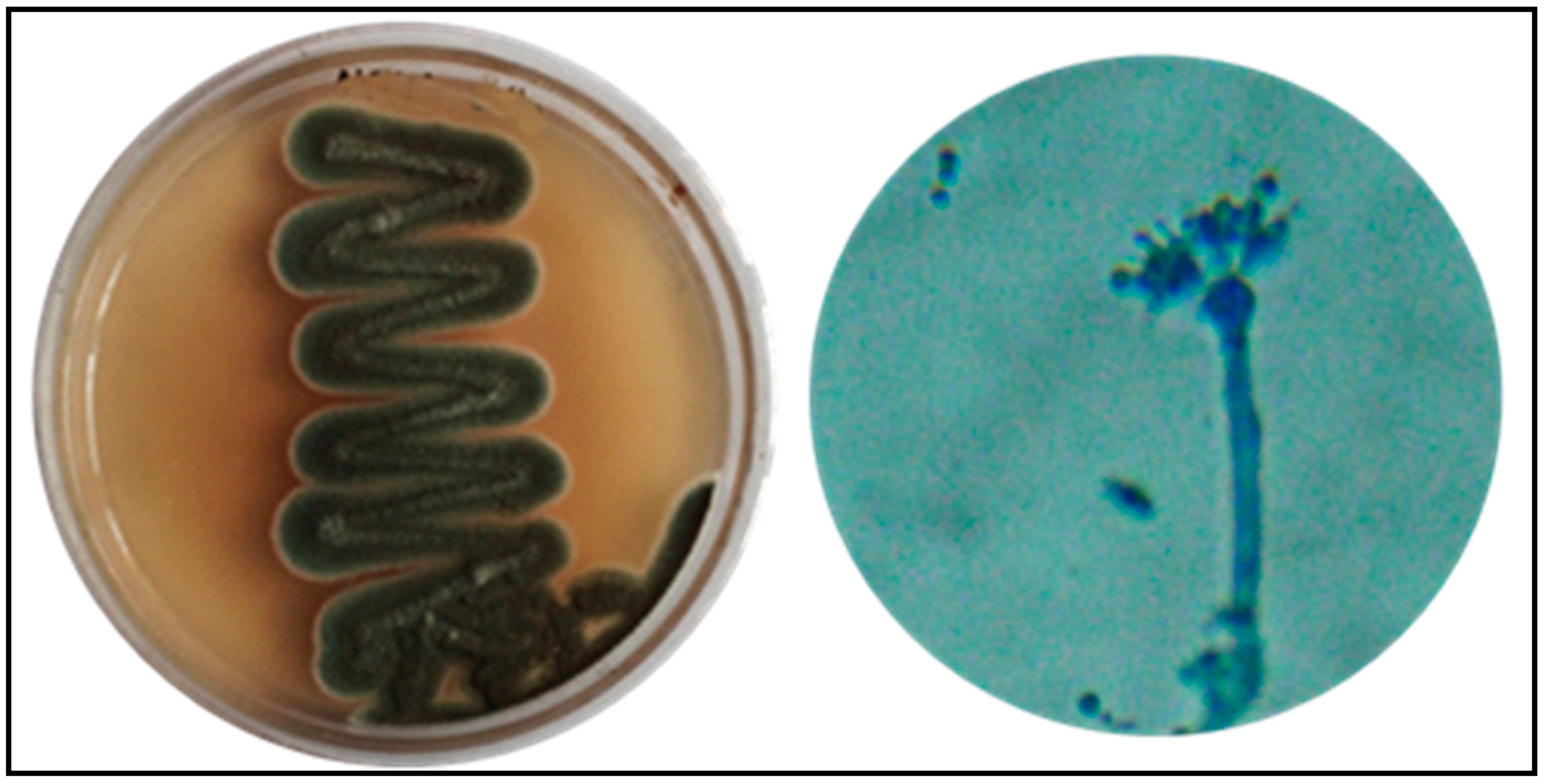 Biology 10 00473 g001 Biology 10 00473 g001