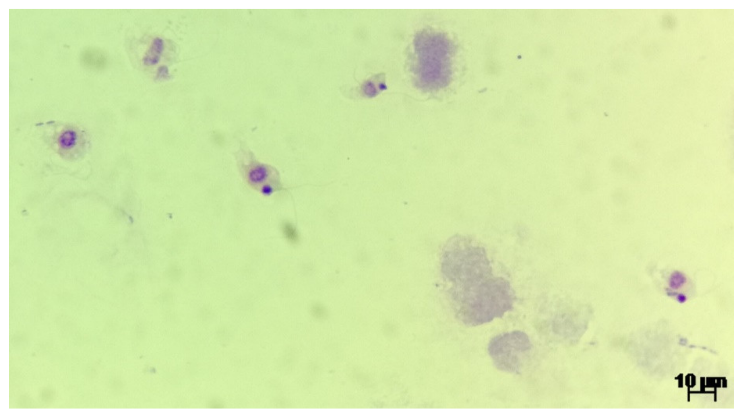 Biology 10 00476 g002