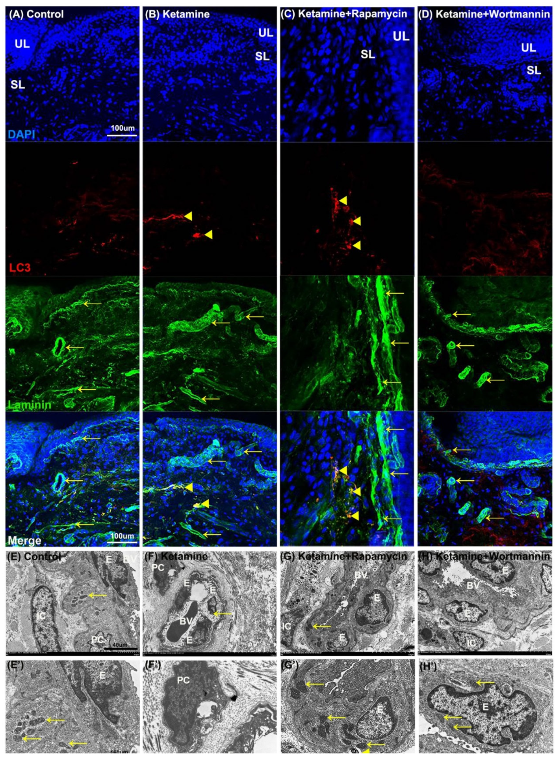 Biology 10 00488 g007 Biology 10 00488 g007