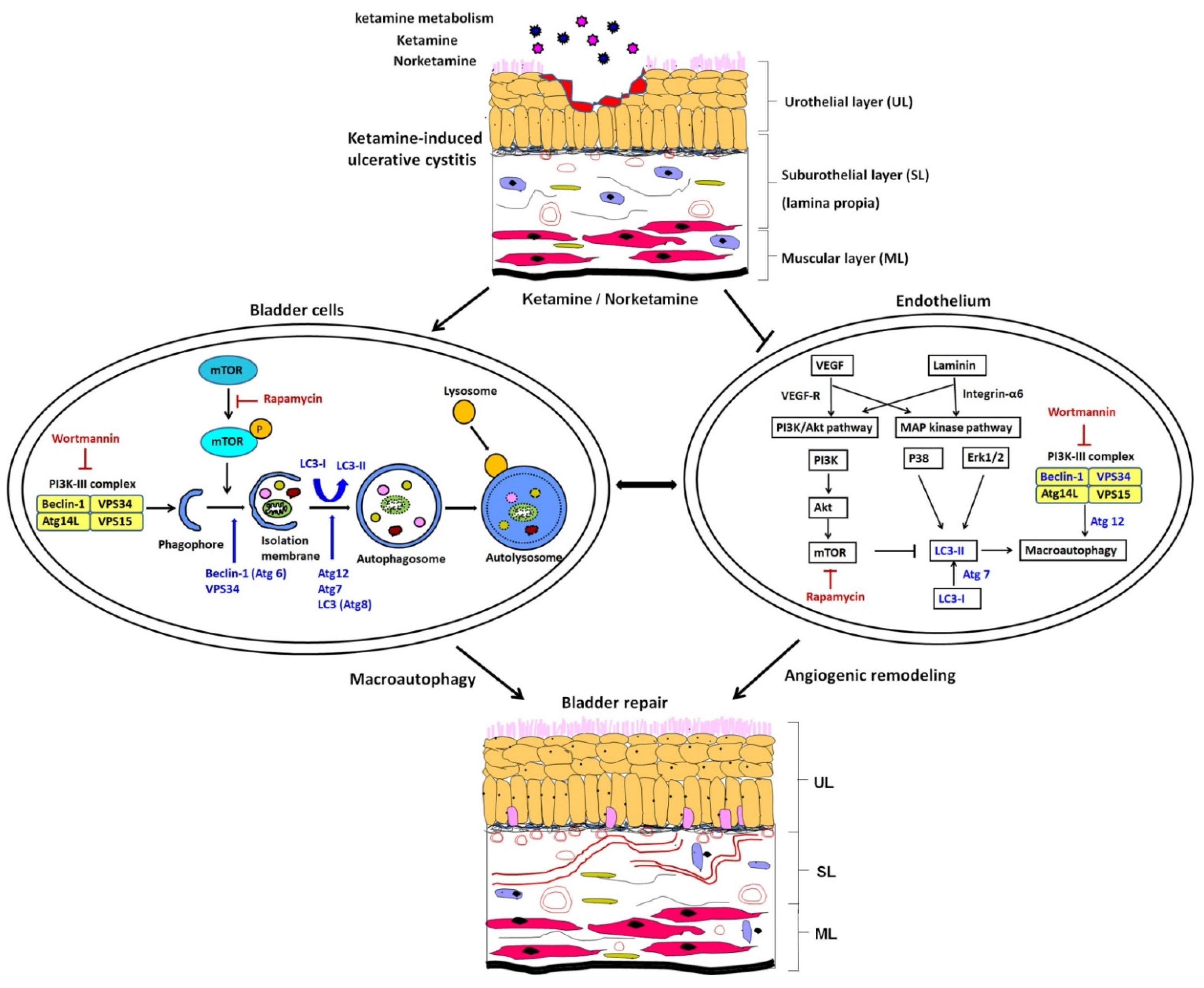Biology 10 00488 g009 Biology 10 00488 g009