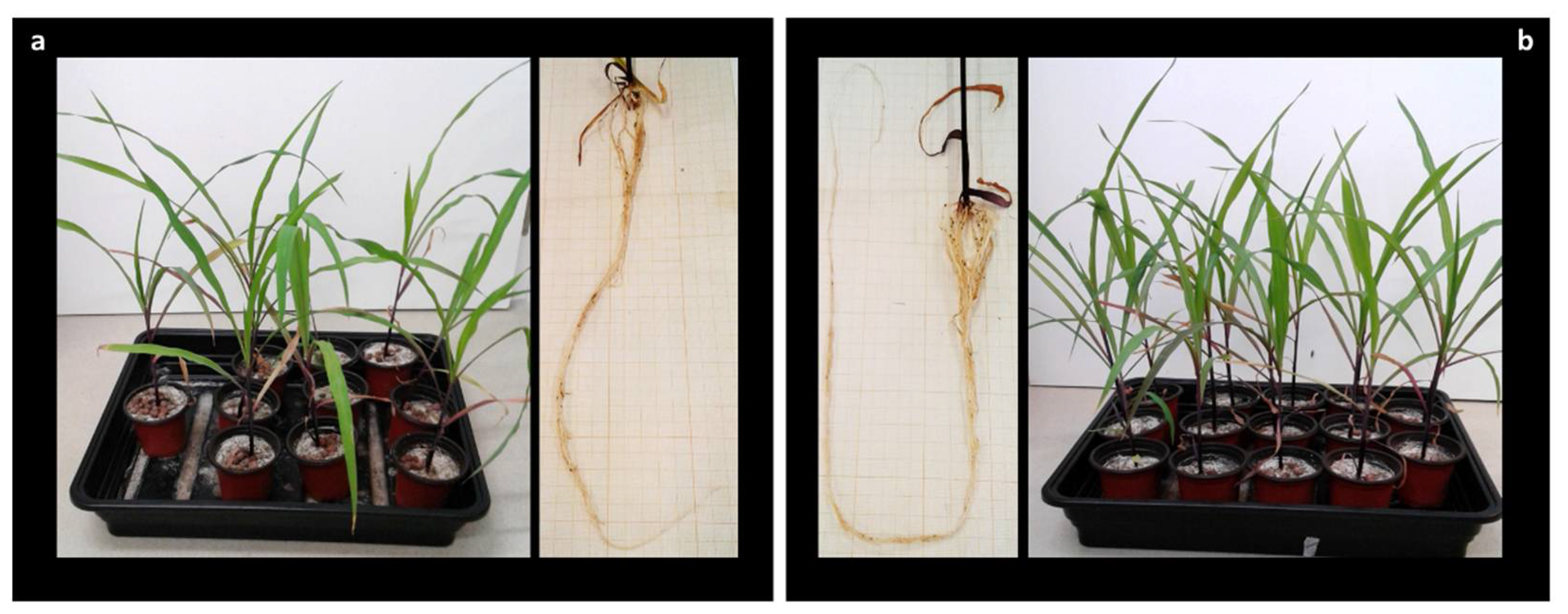 Biology 10 00492 g007 Biology 10 00492 g007