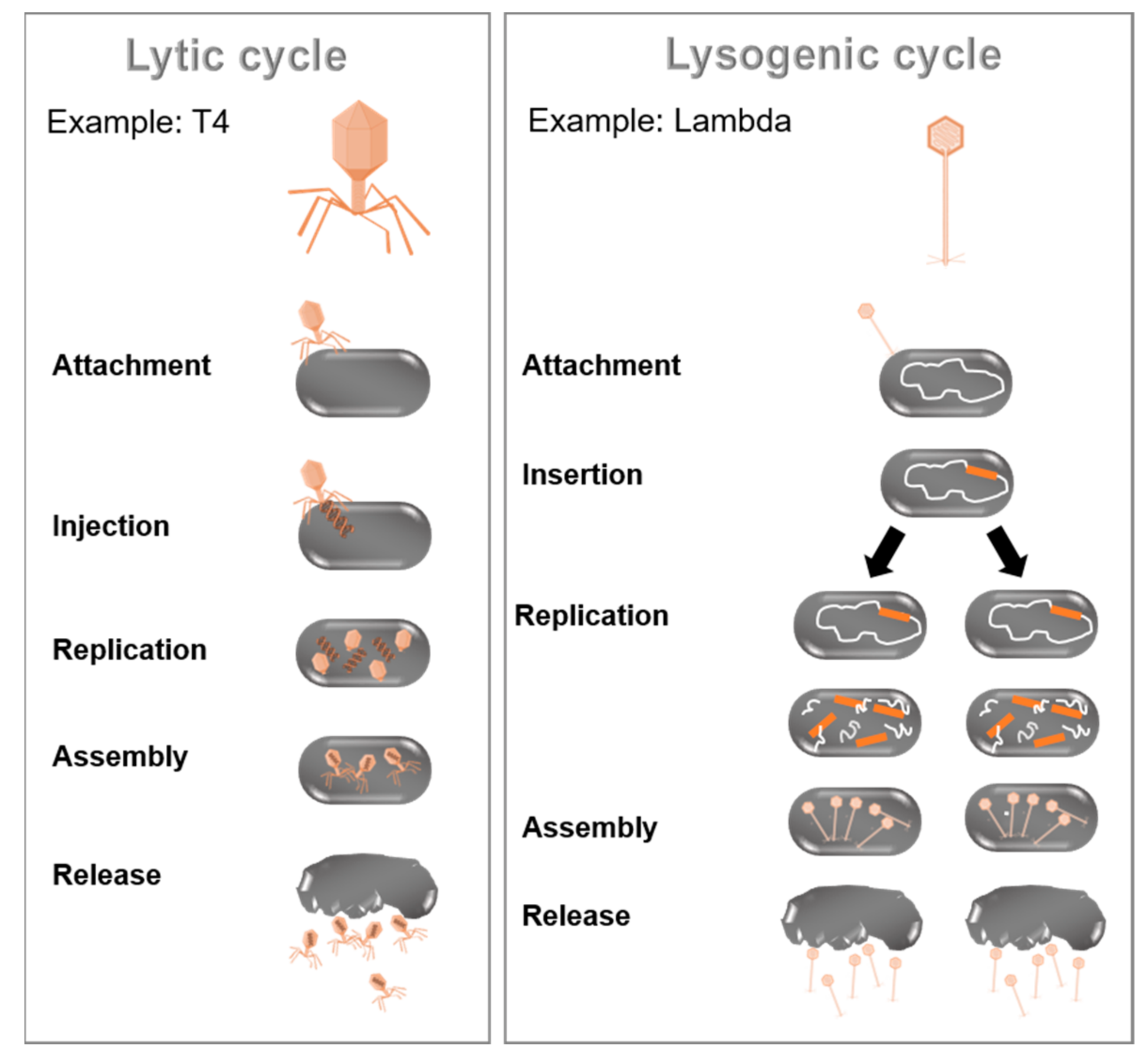 Biology 10 00496 g003