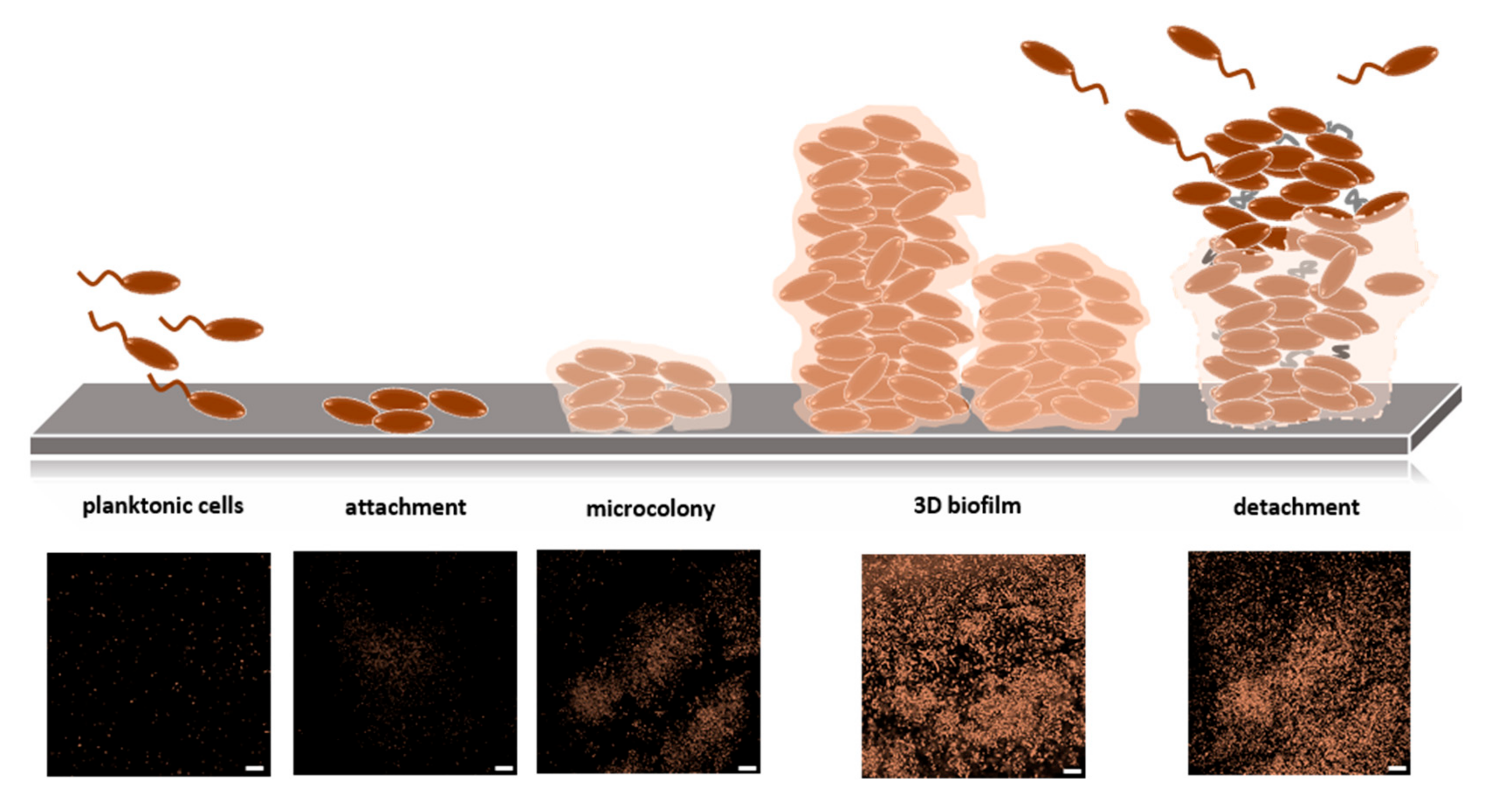 Biology 10 00496 g005