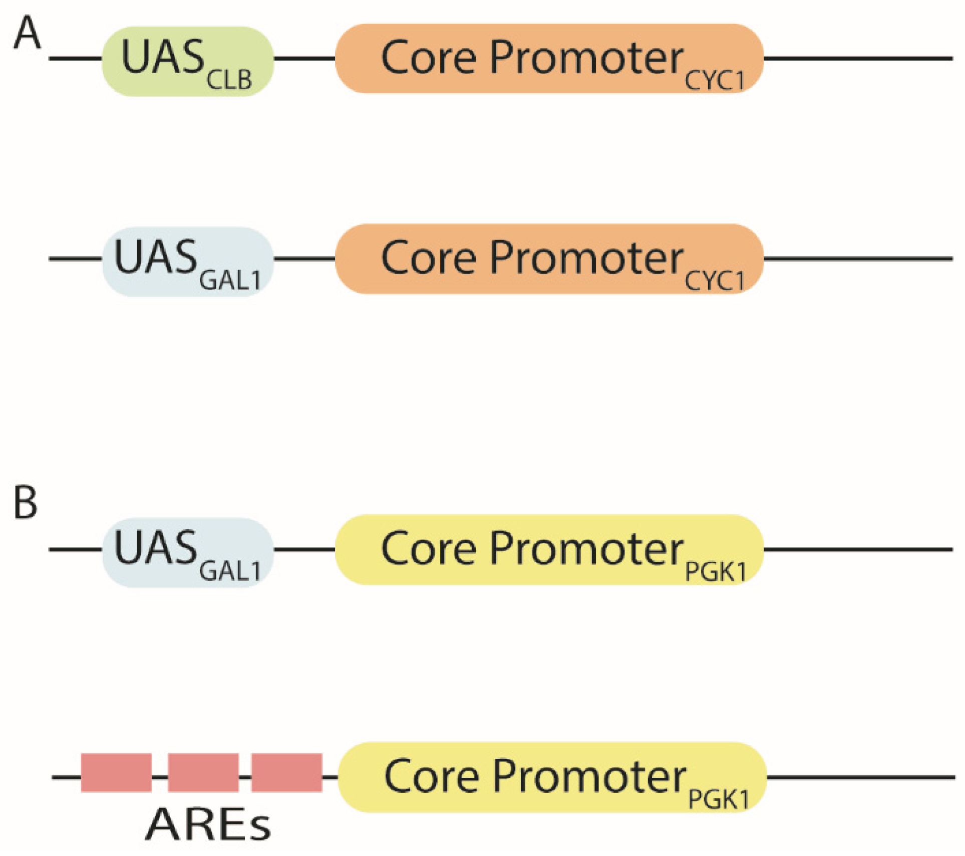 Biology 10 00504 g002 Biology 10 00504 g002