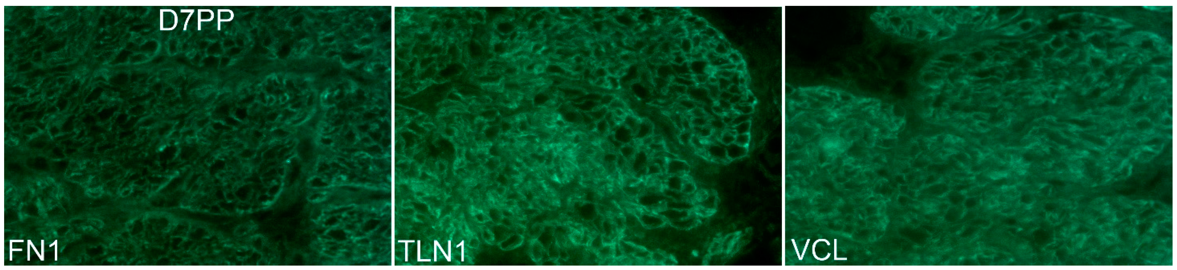 Biology 10 00508 g007 Biology 10 00508 g007