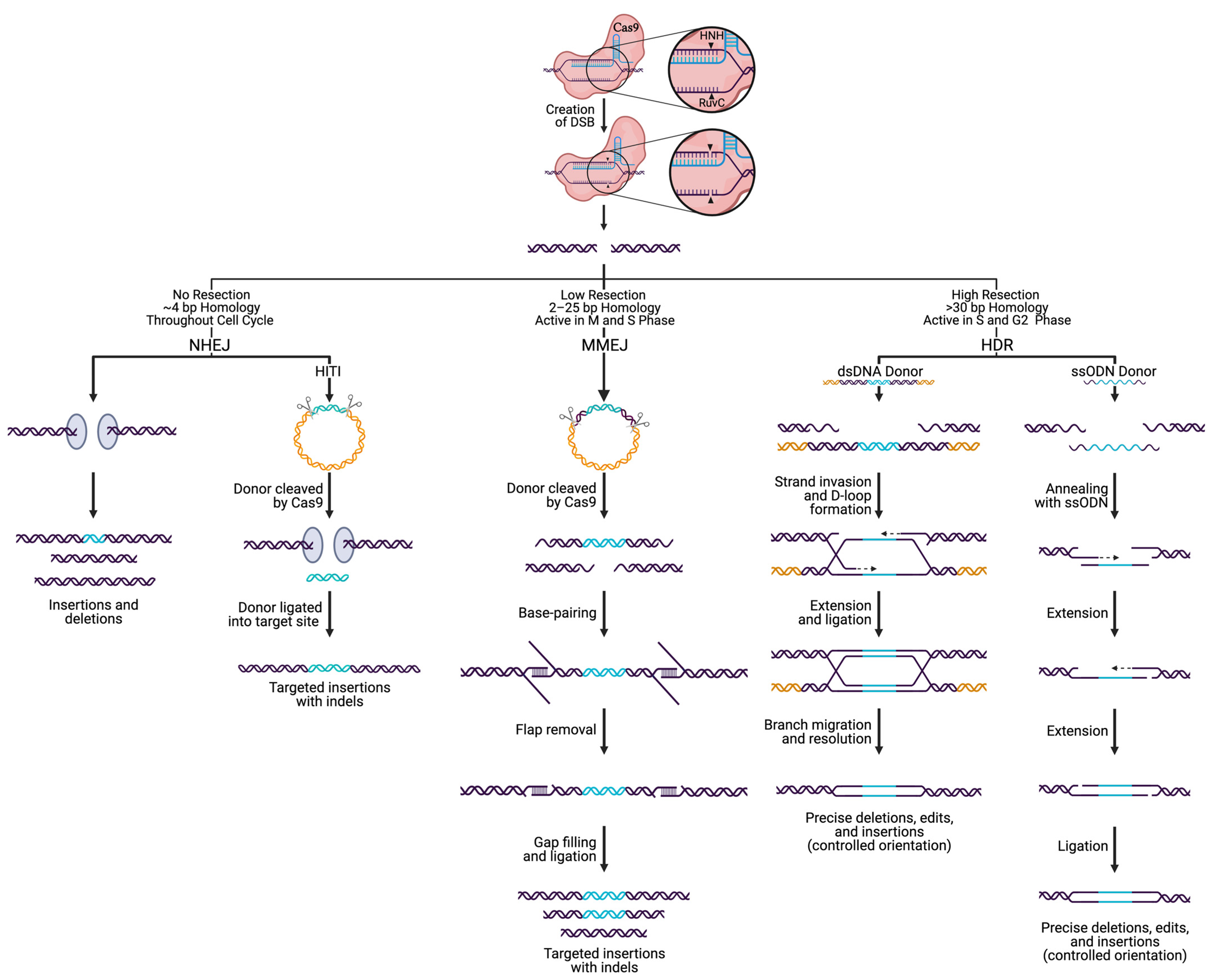 Biology 10 00530 g003 Biology 10 00530 g003