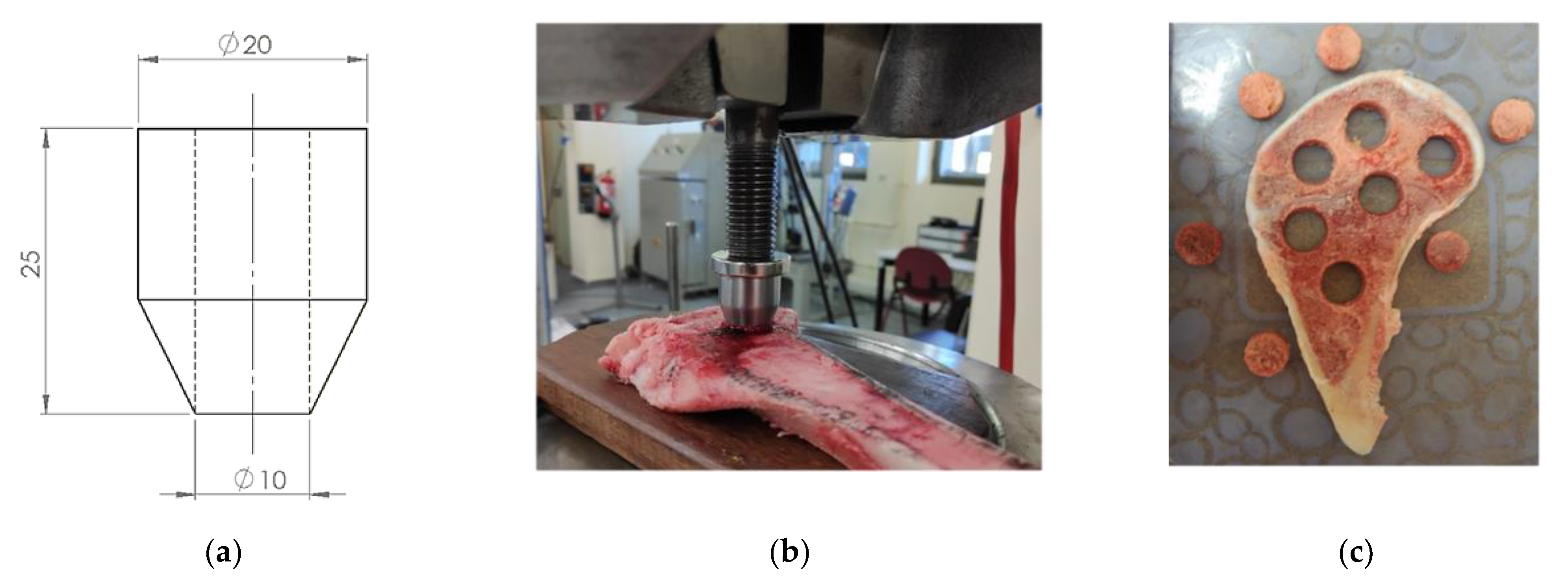 Biology 10 00532 g003