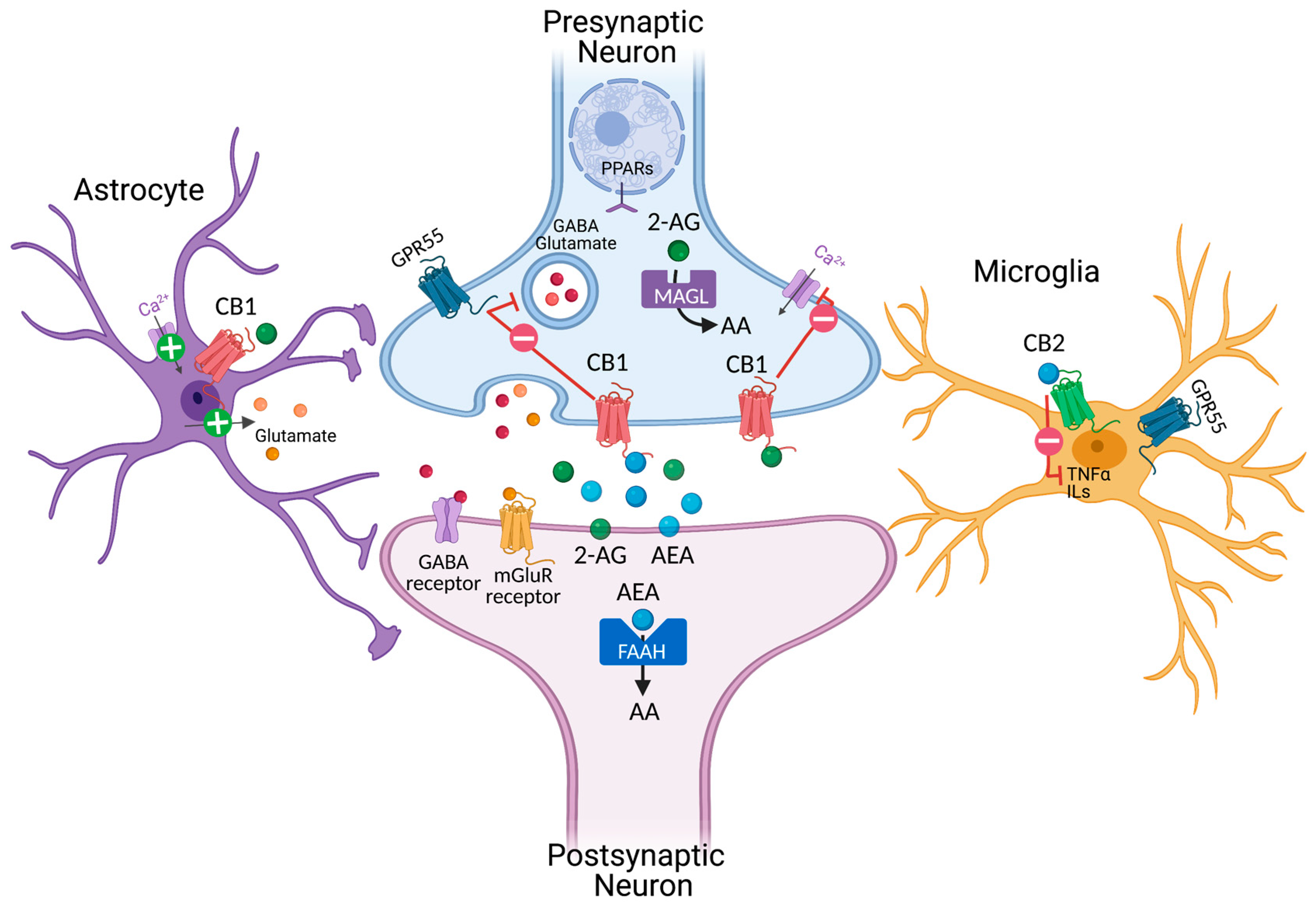 Anandamide: What Are the Benefits of This Cannabinoid?