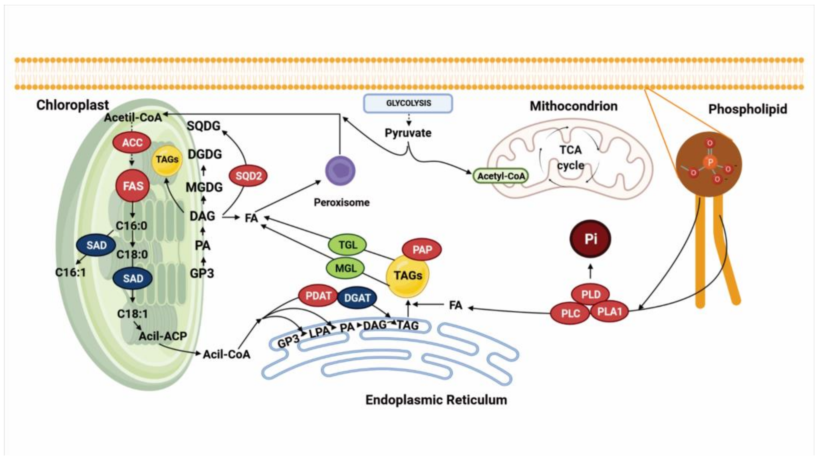 Biology 10 00565 g003 Biology 10 00565 g003