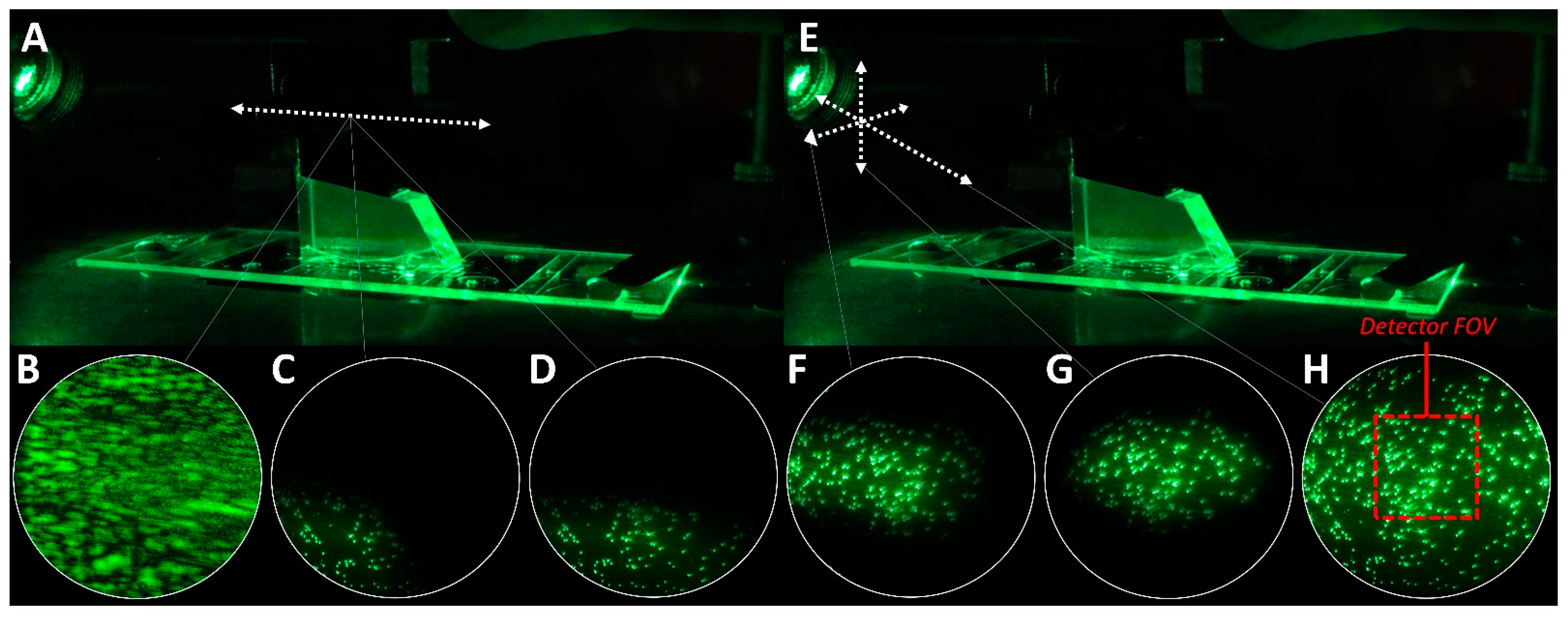 Biology 10 00571 g004 Biology 10 00571 g004