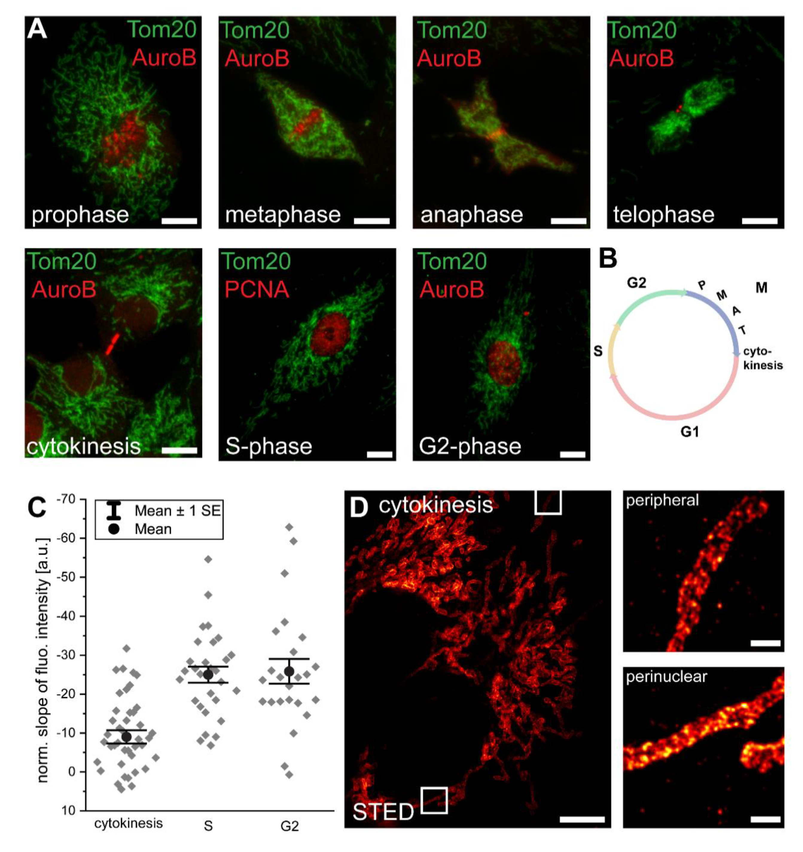 Biology 10 00572 g002 Biology 10 00572 g002