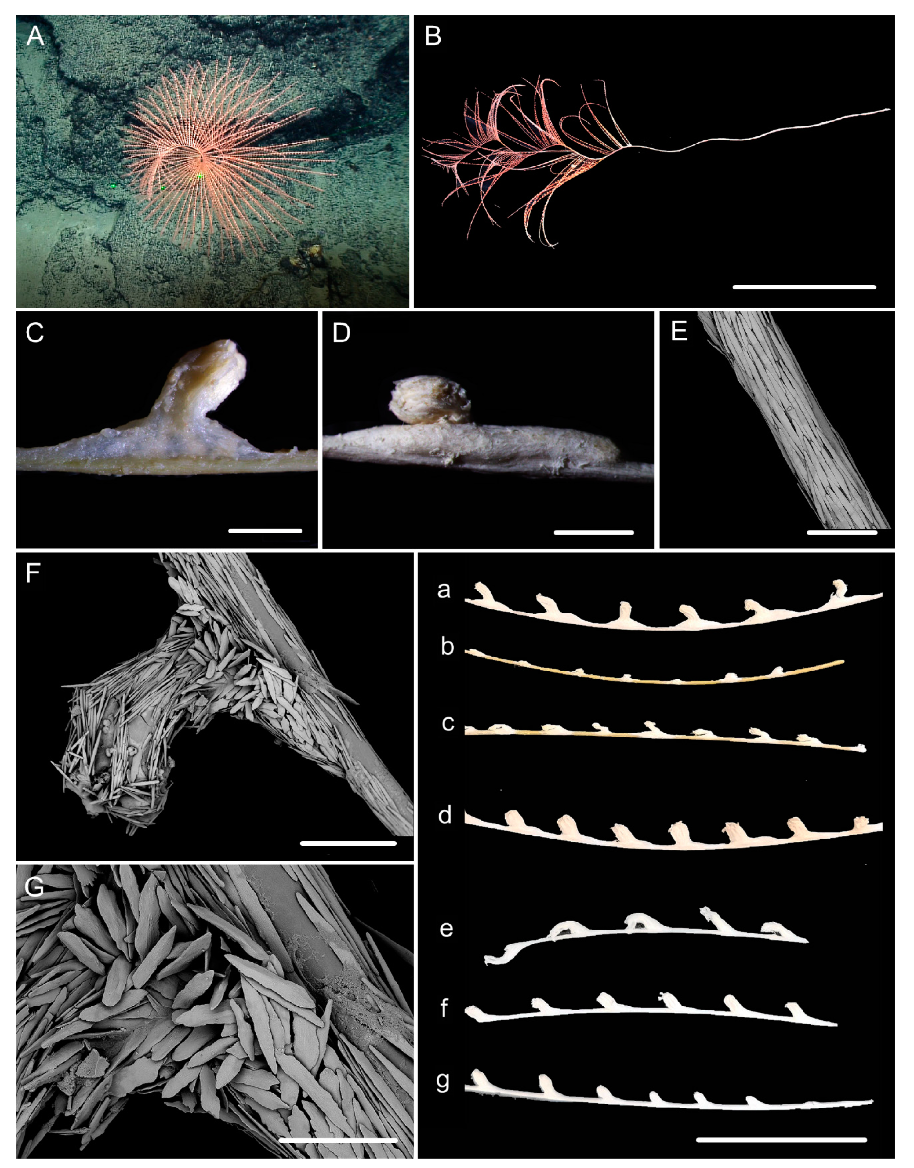 Biology 10 00588 g001 Biology 10 00588 g001