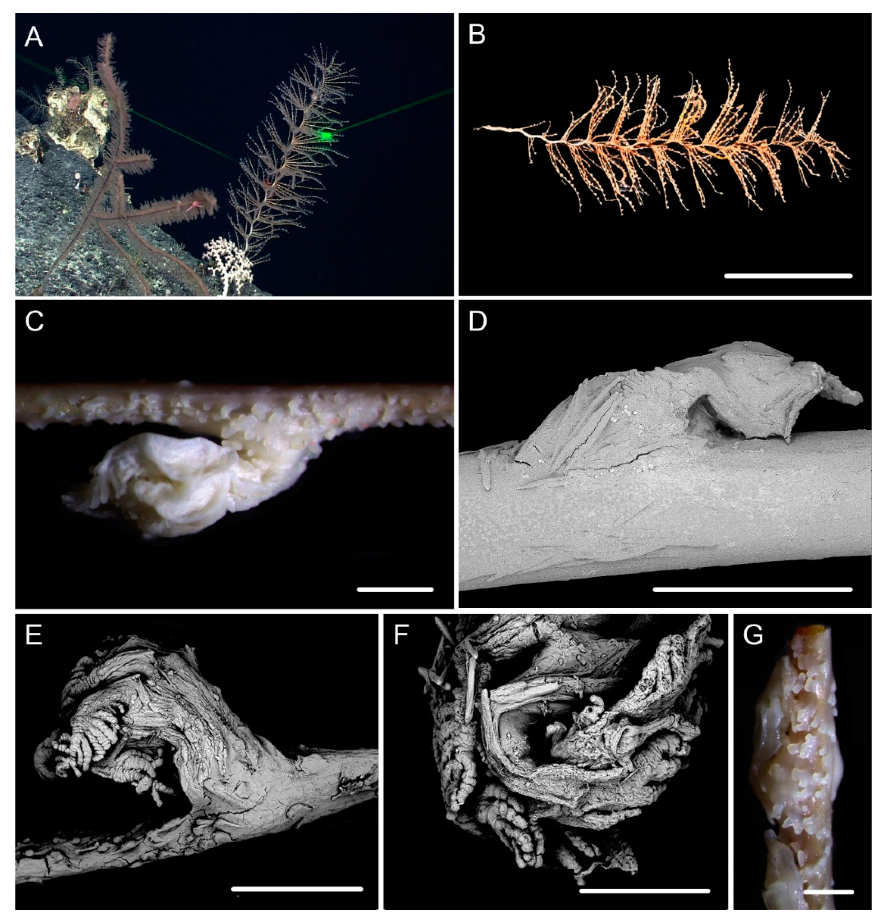 Biology 10 00588 g005 Biology 10 00588 g005