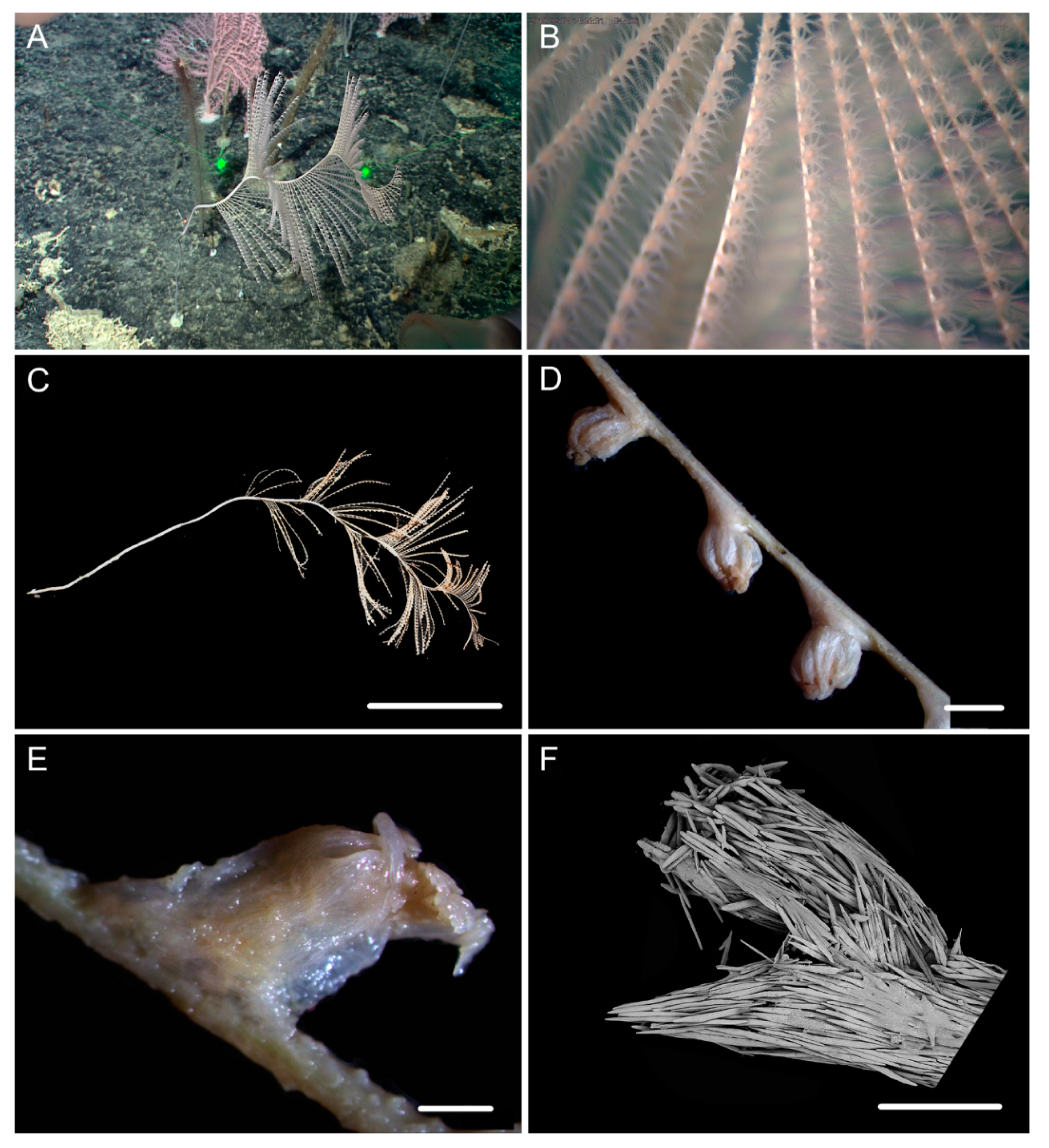 Biology 10 00588 g007 Biology 10 00588 g007