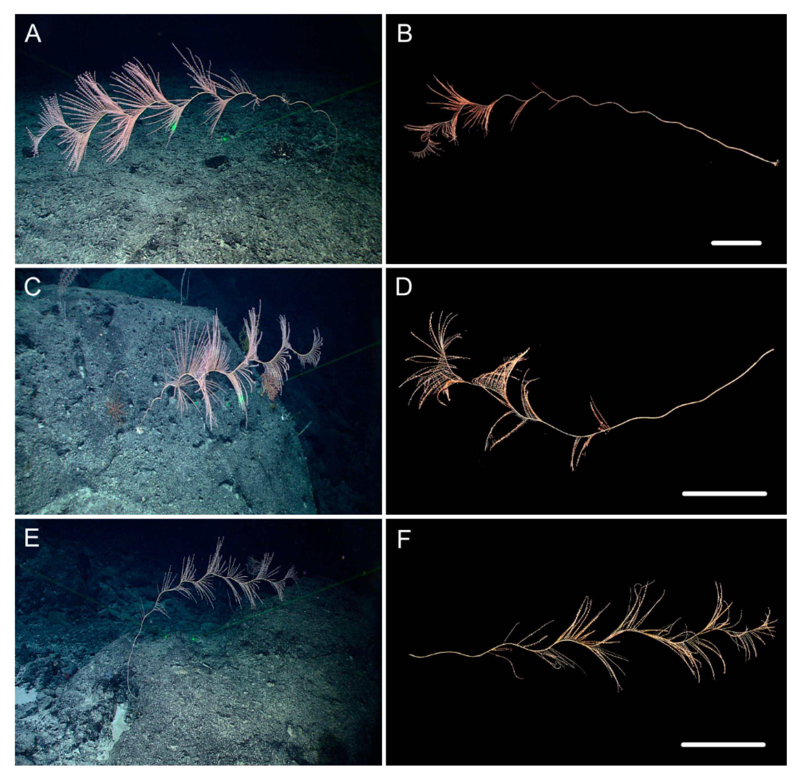Biology 10 00588 g009 Biology 10 00588 g009