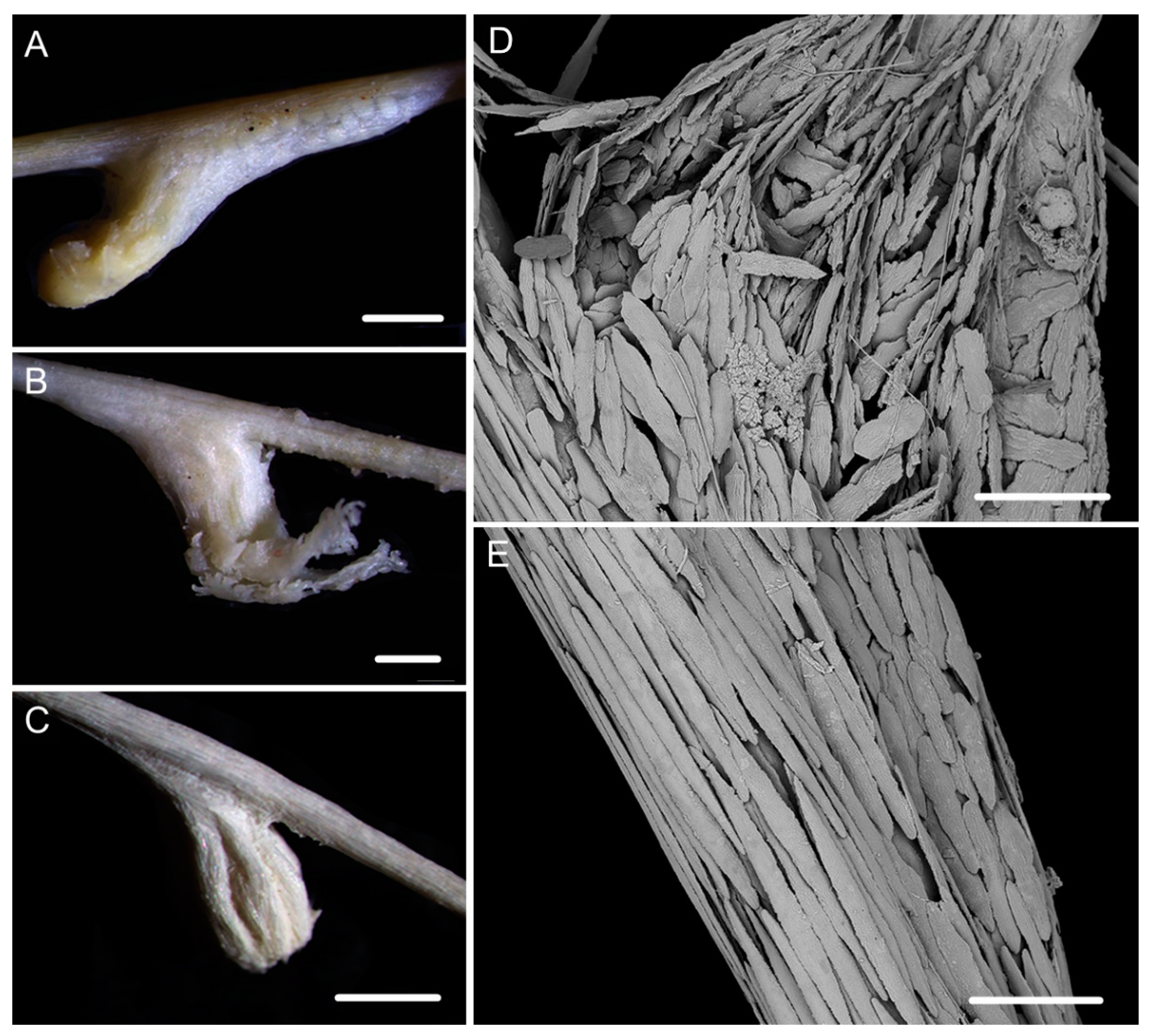 Biology 10 00588 g010 Biology 10 00588 g010