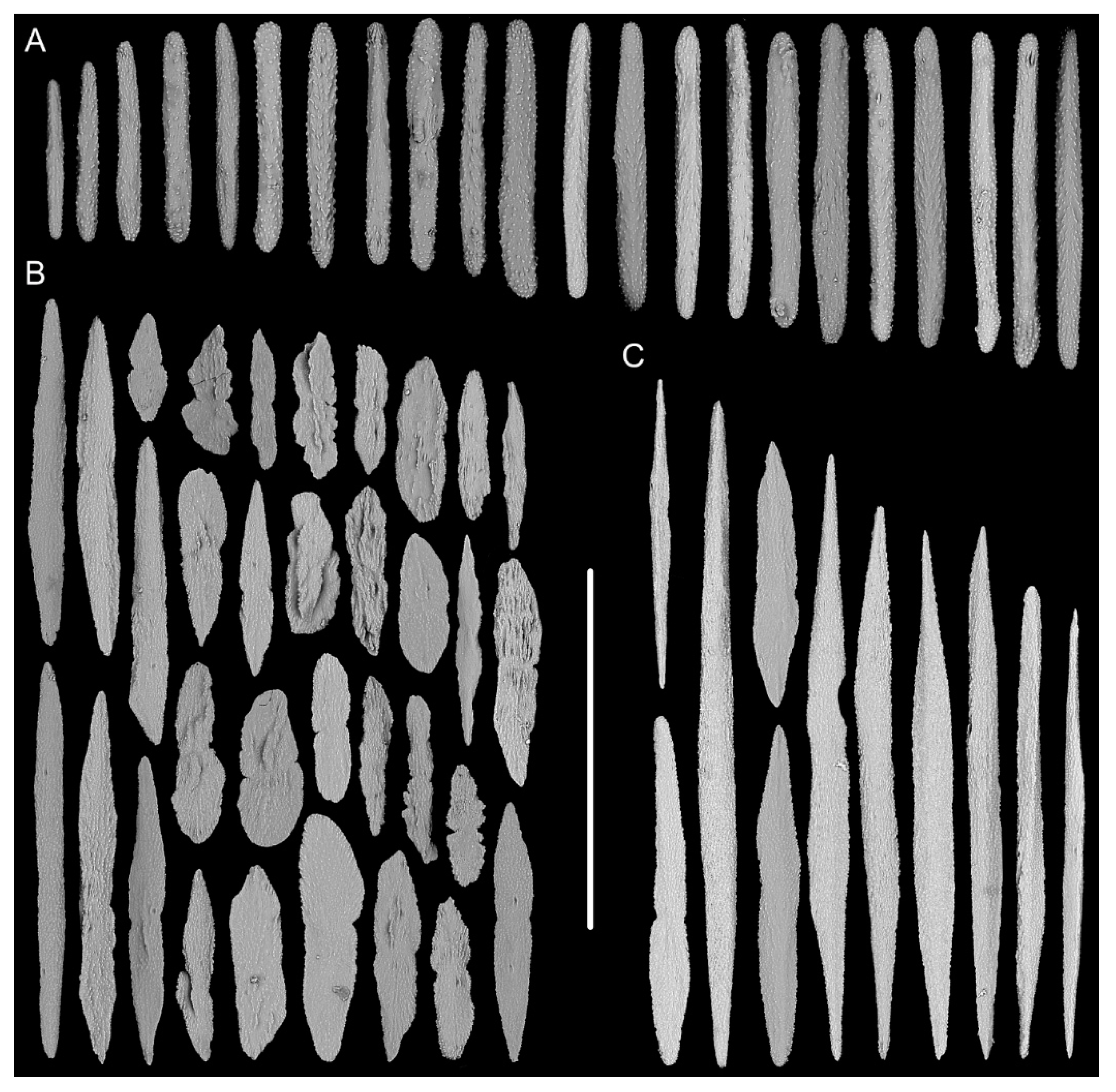 Biology 10 00588 g011 Biology 10 00588 g011