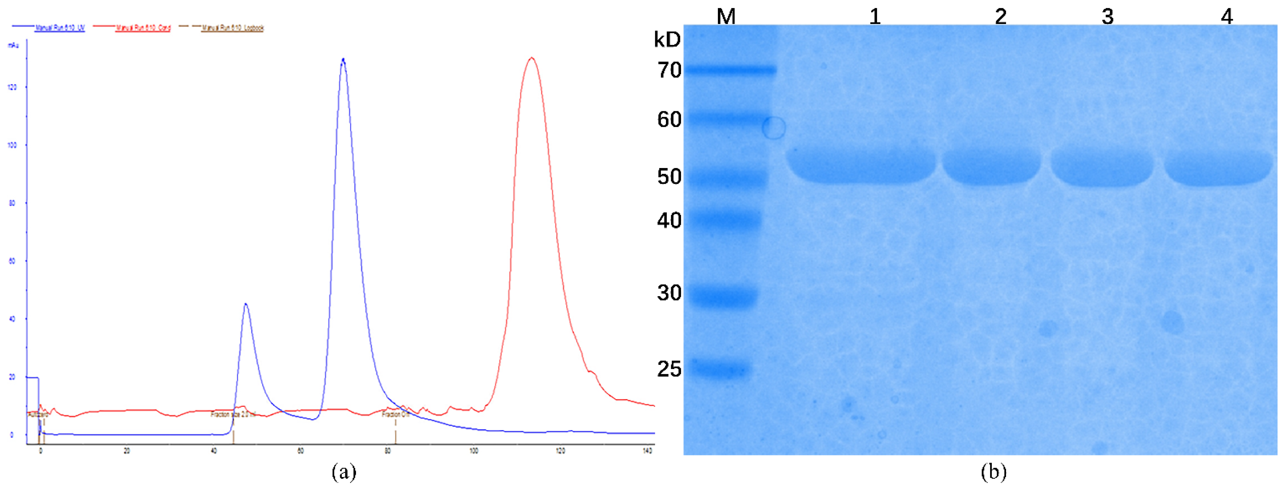 Biology 10 00594 g002