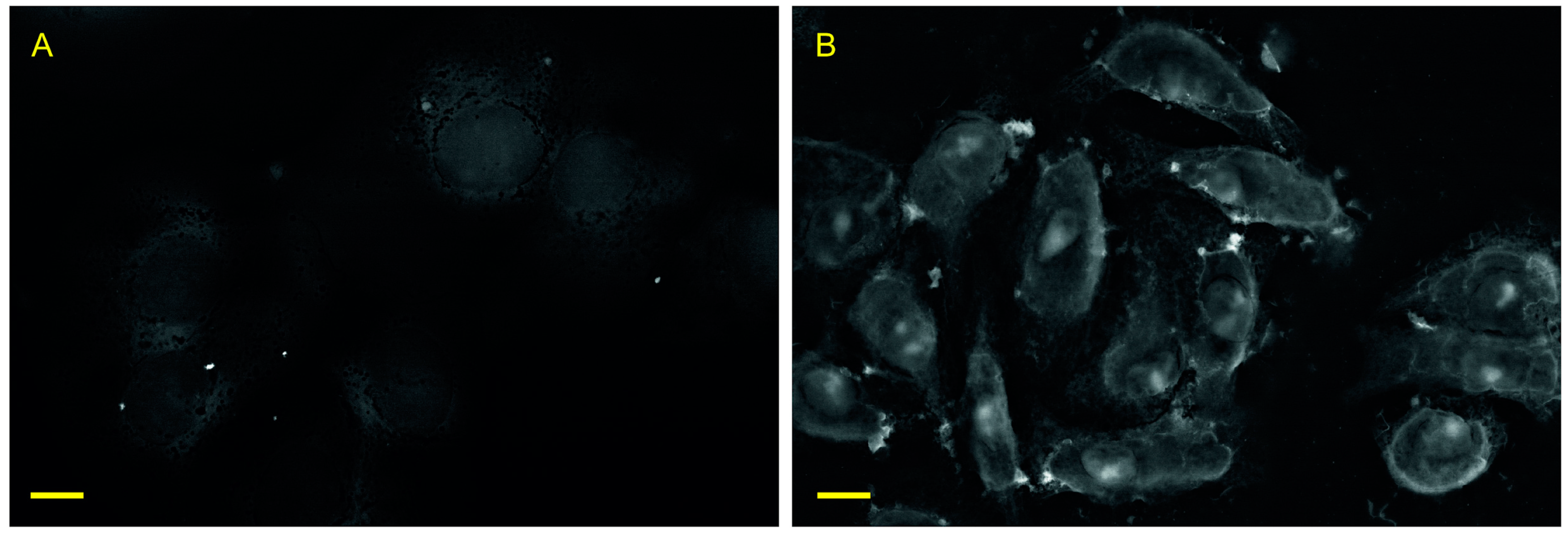 Biology 10 00607 g002 550