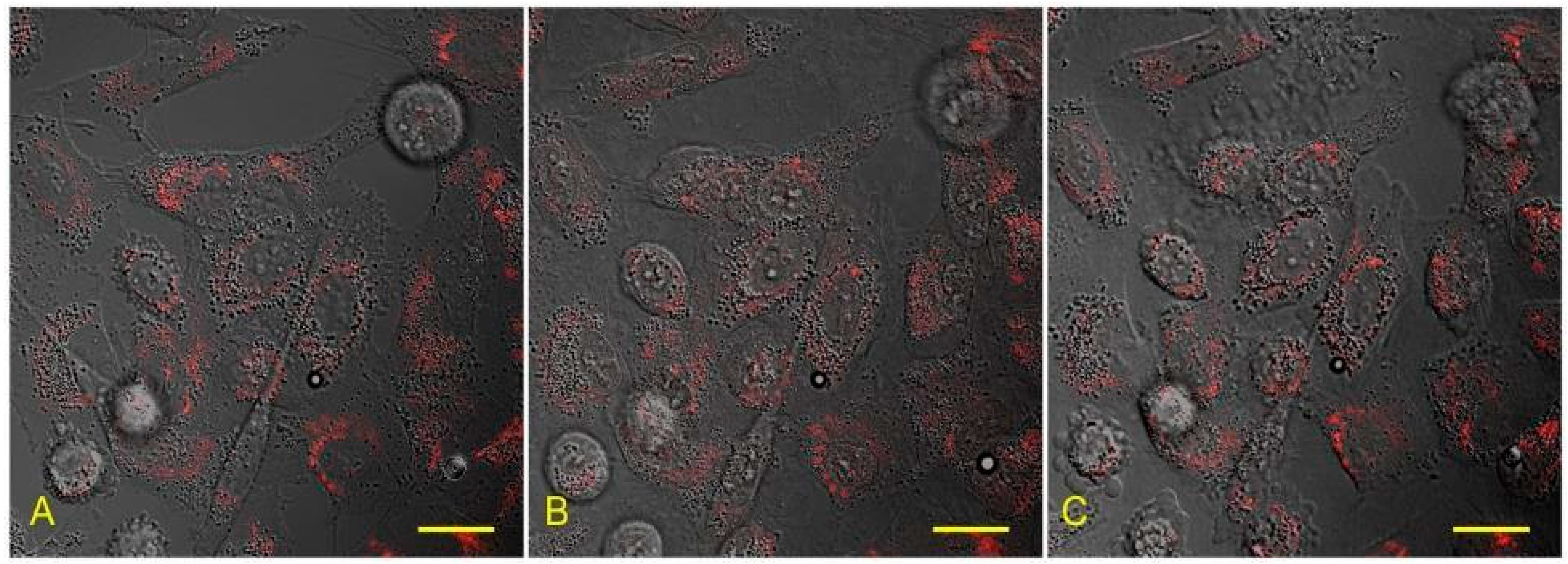 Biology 10 00607 g004 550