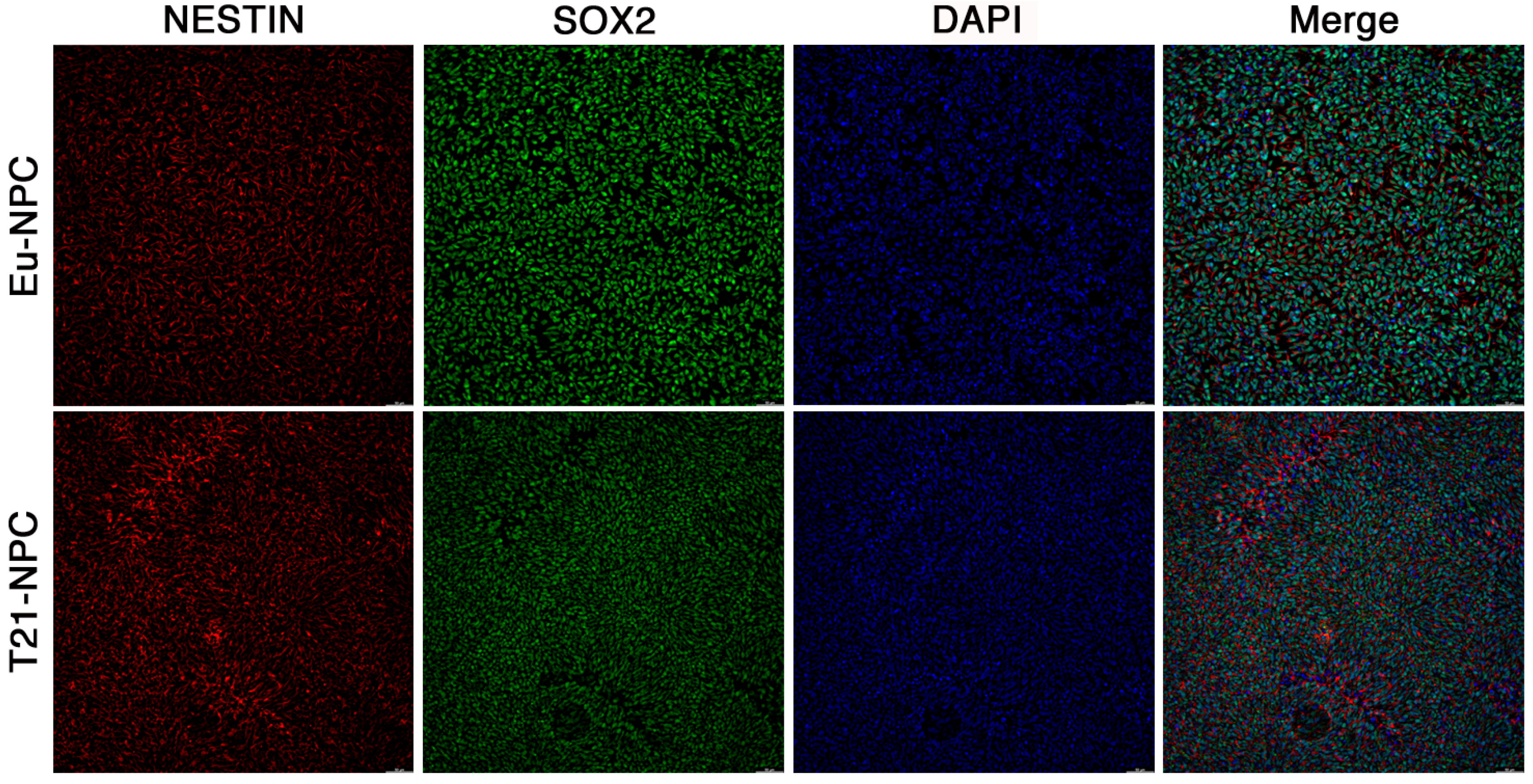 Biology 10 00609 g006 550