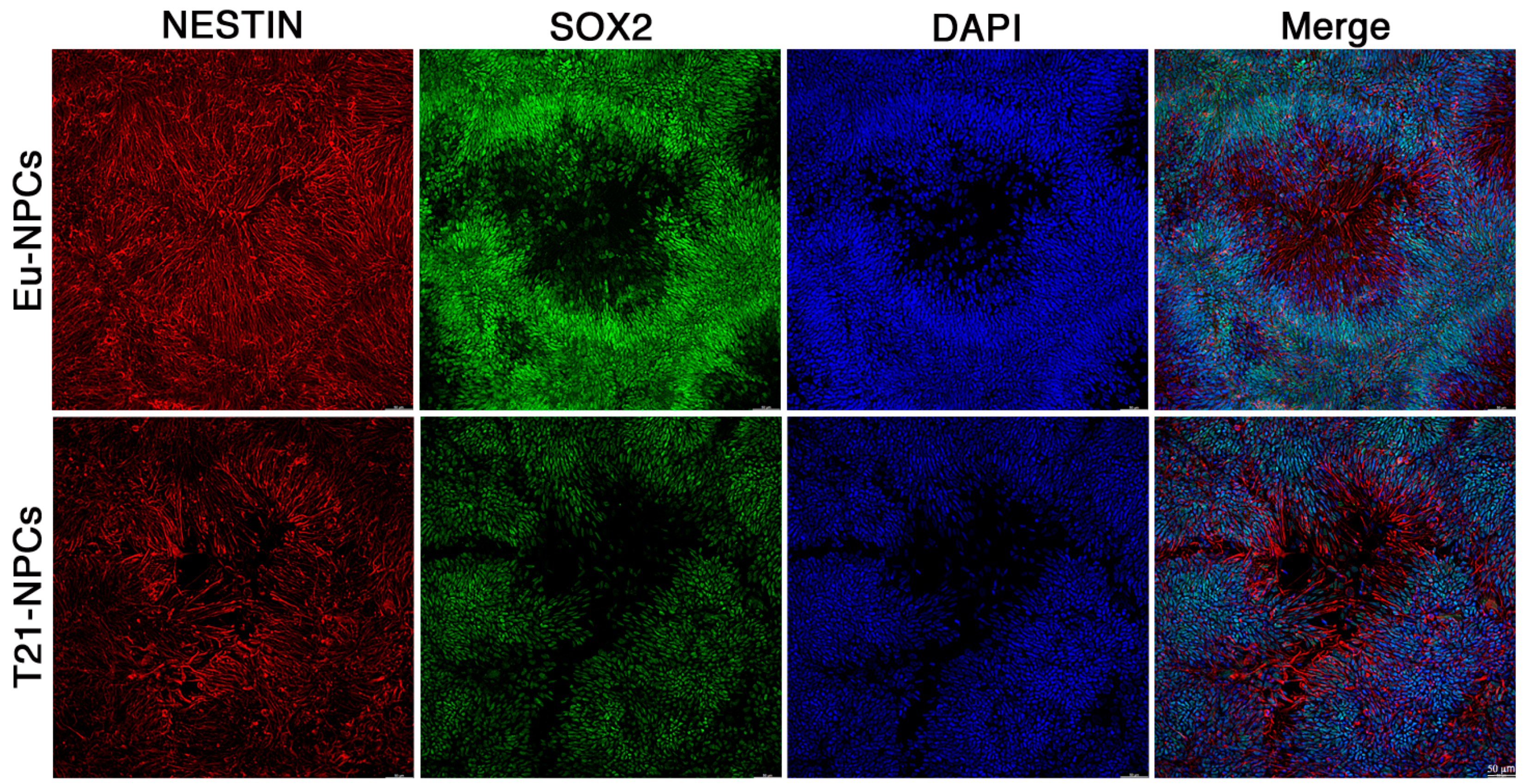 Biology 10 00609 g007 550